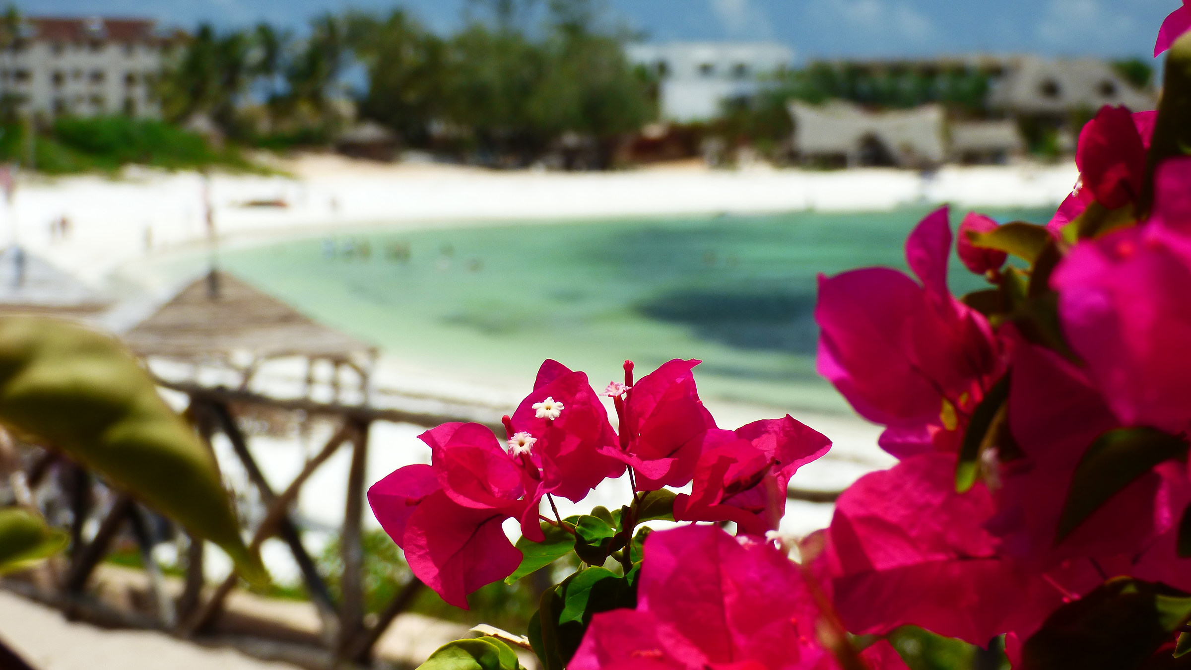 Kenya beach flowers