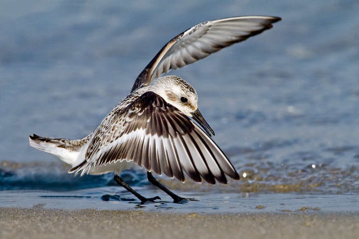 Piovanello tridattilo