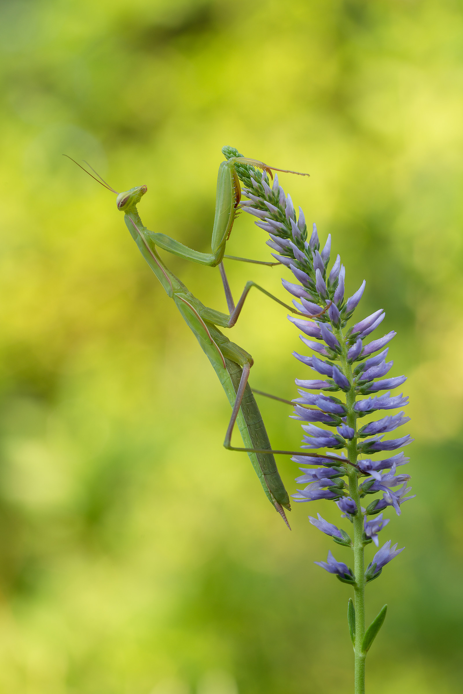 Praying mantis