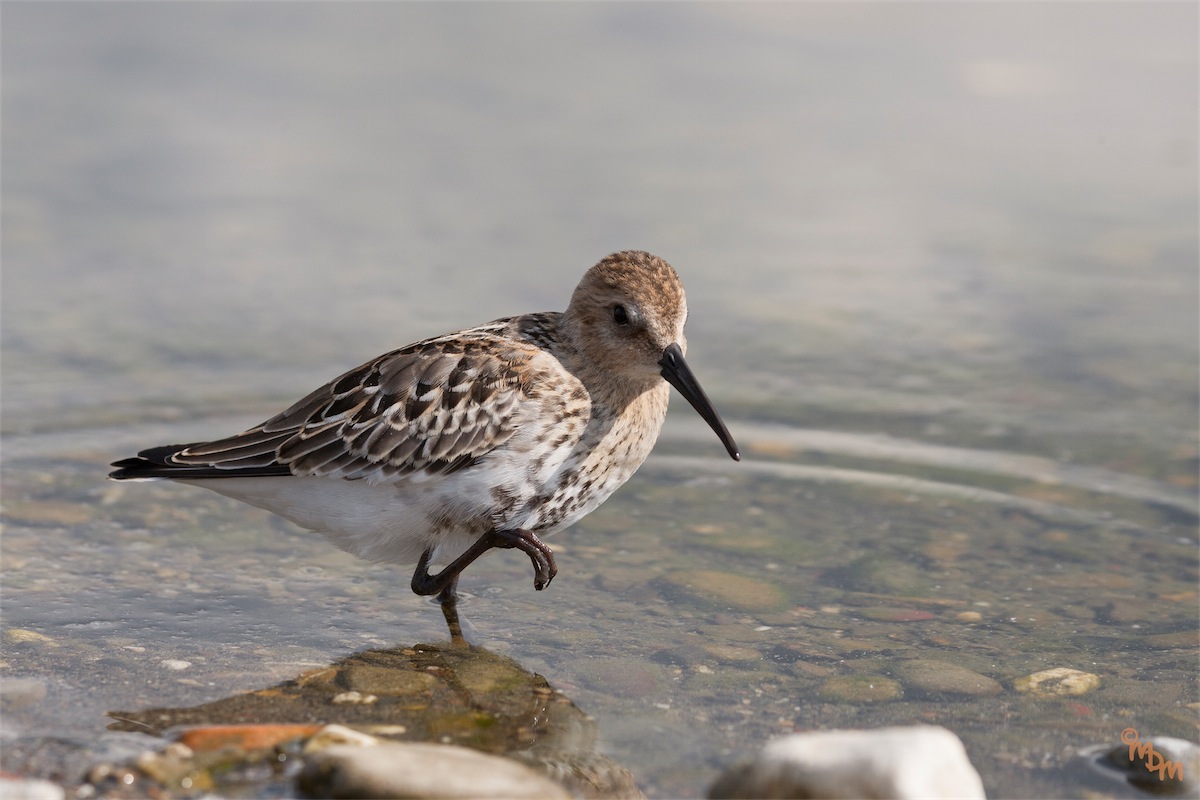 piovanello pancianera