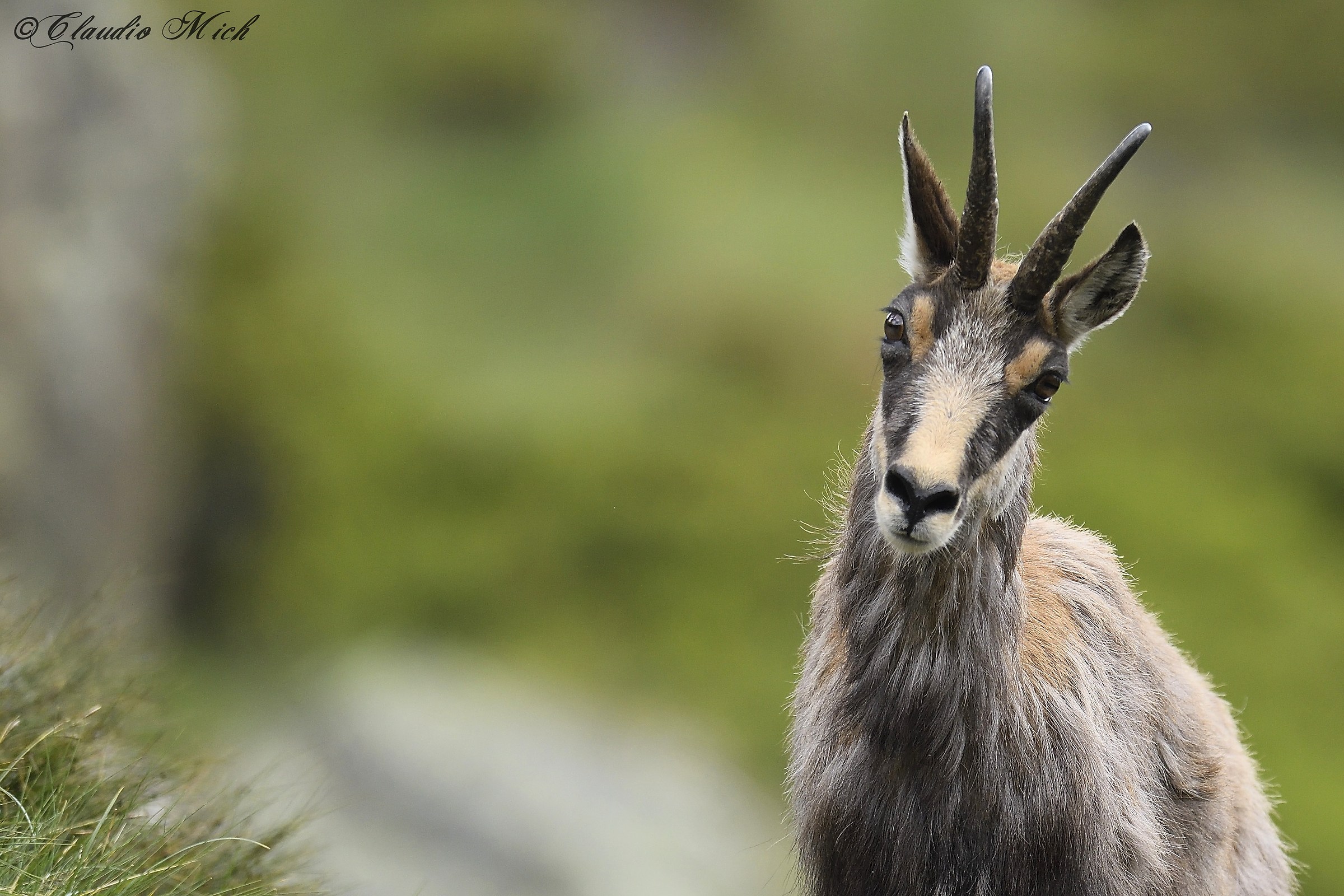 Sguardi - Camoscio maschio