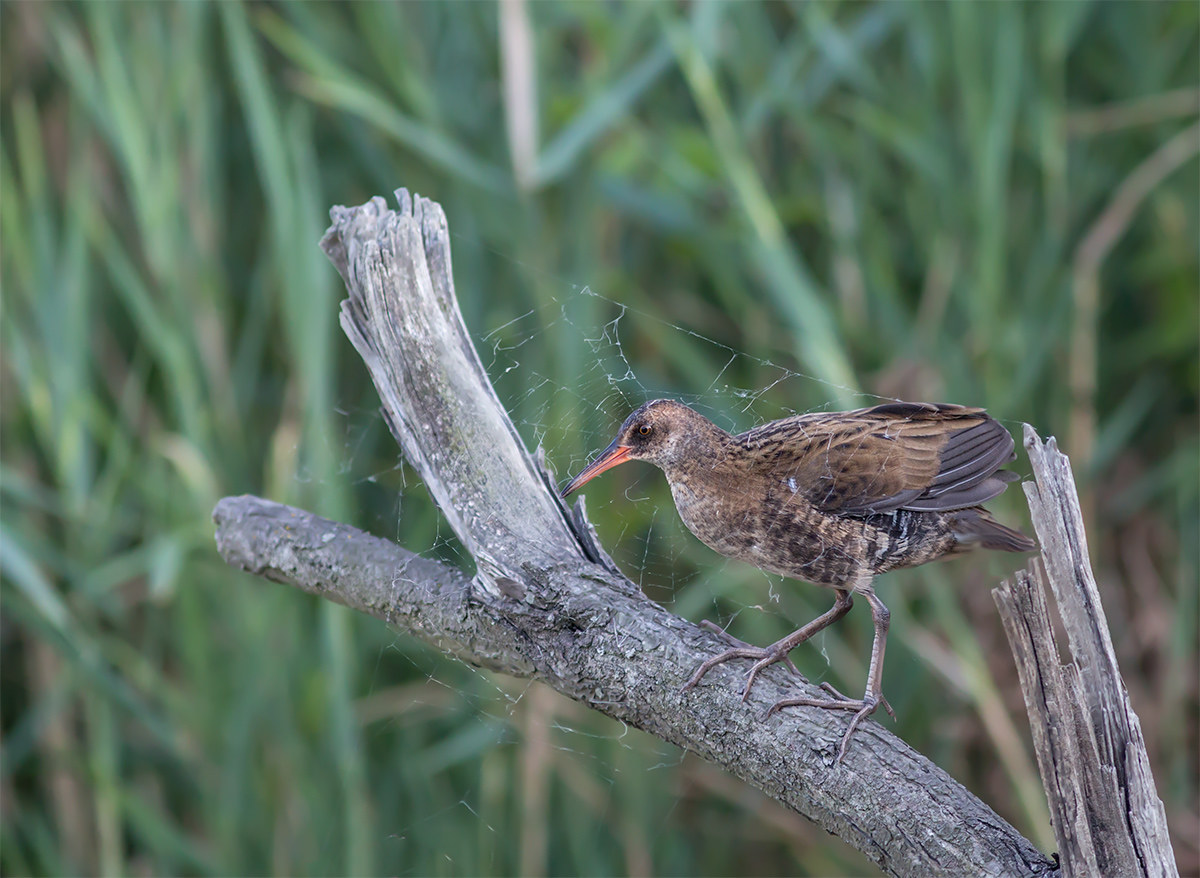 Young bitch in the spider's web