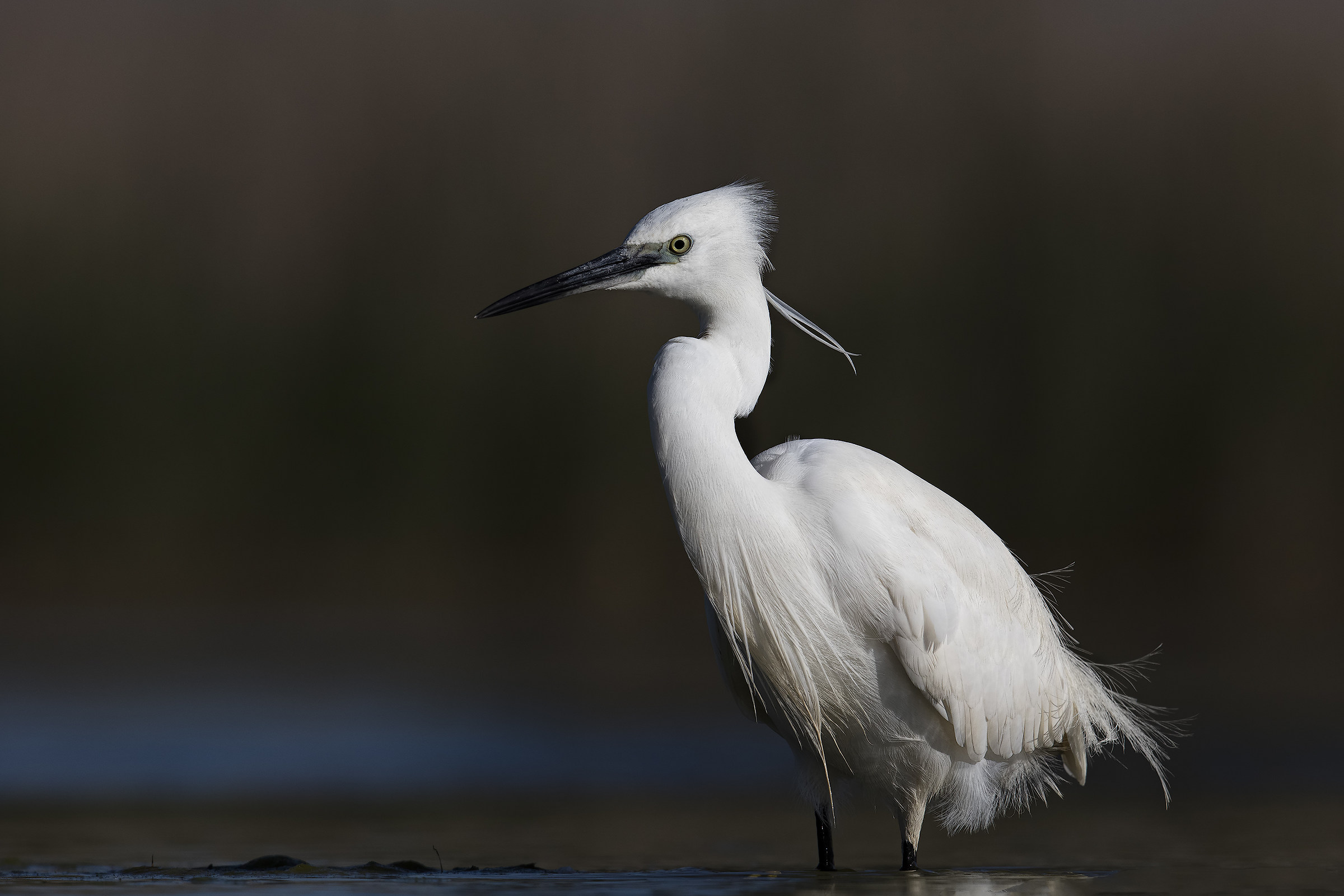 Egret