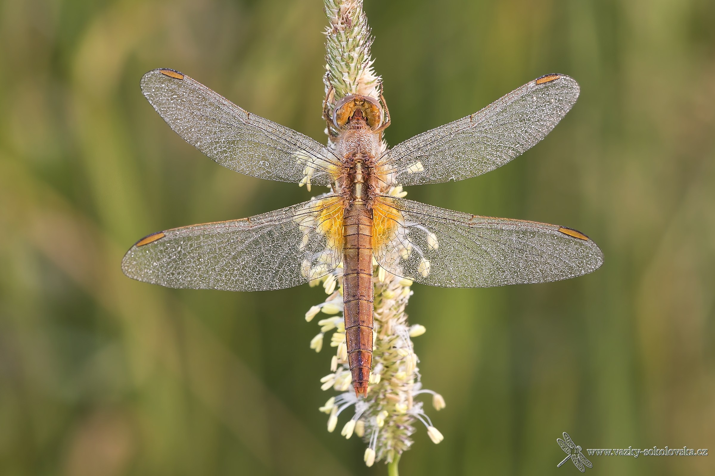 Crocothemis erythraea