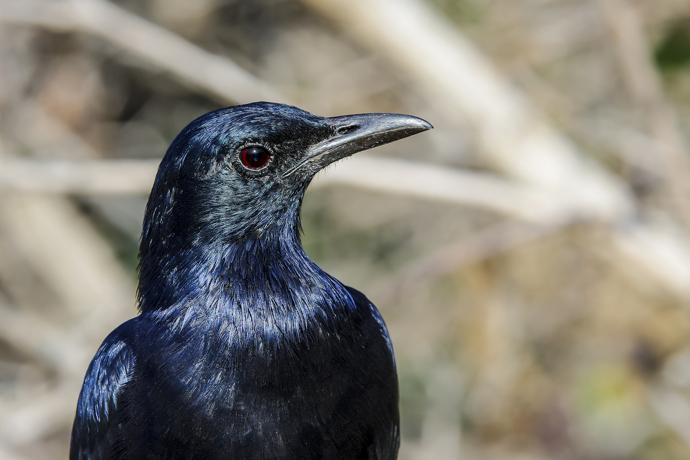 Red winged starling (Onychognathus morio)
