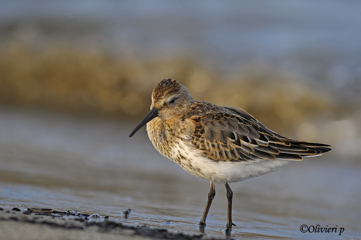 sandpiper