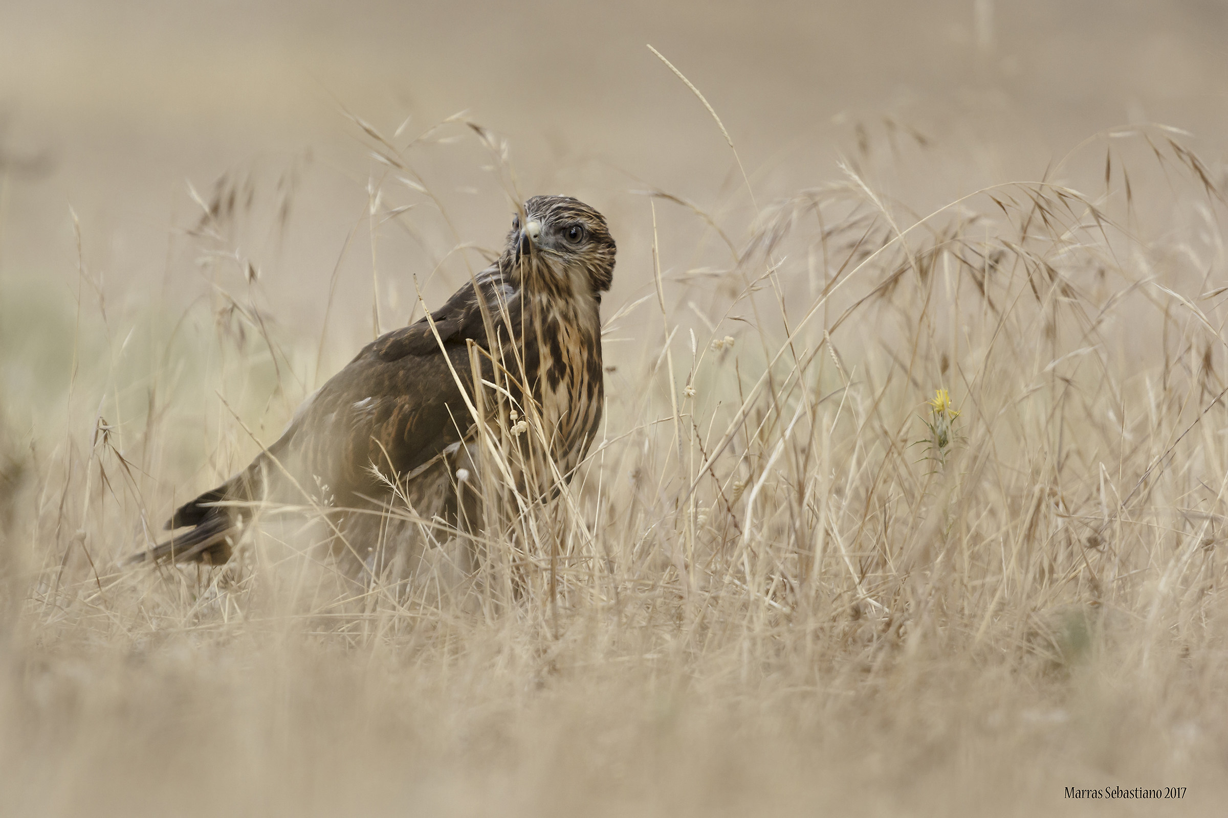 Buteo buteo (poiana)