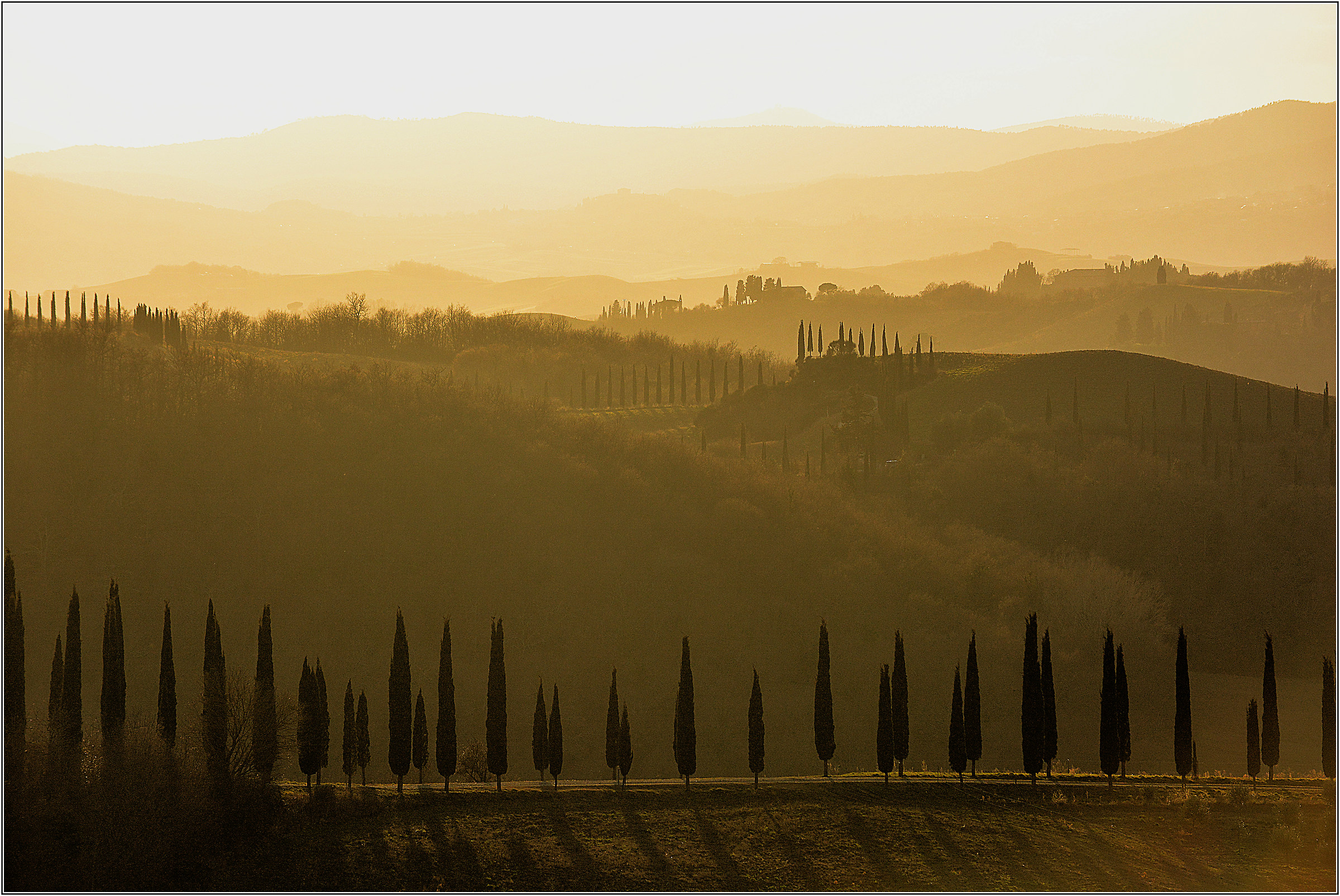 Cypresses at sunset