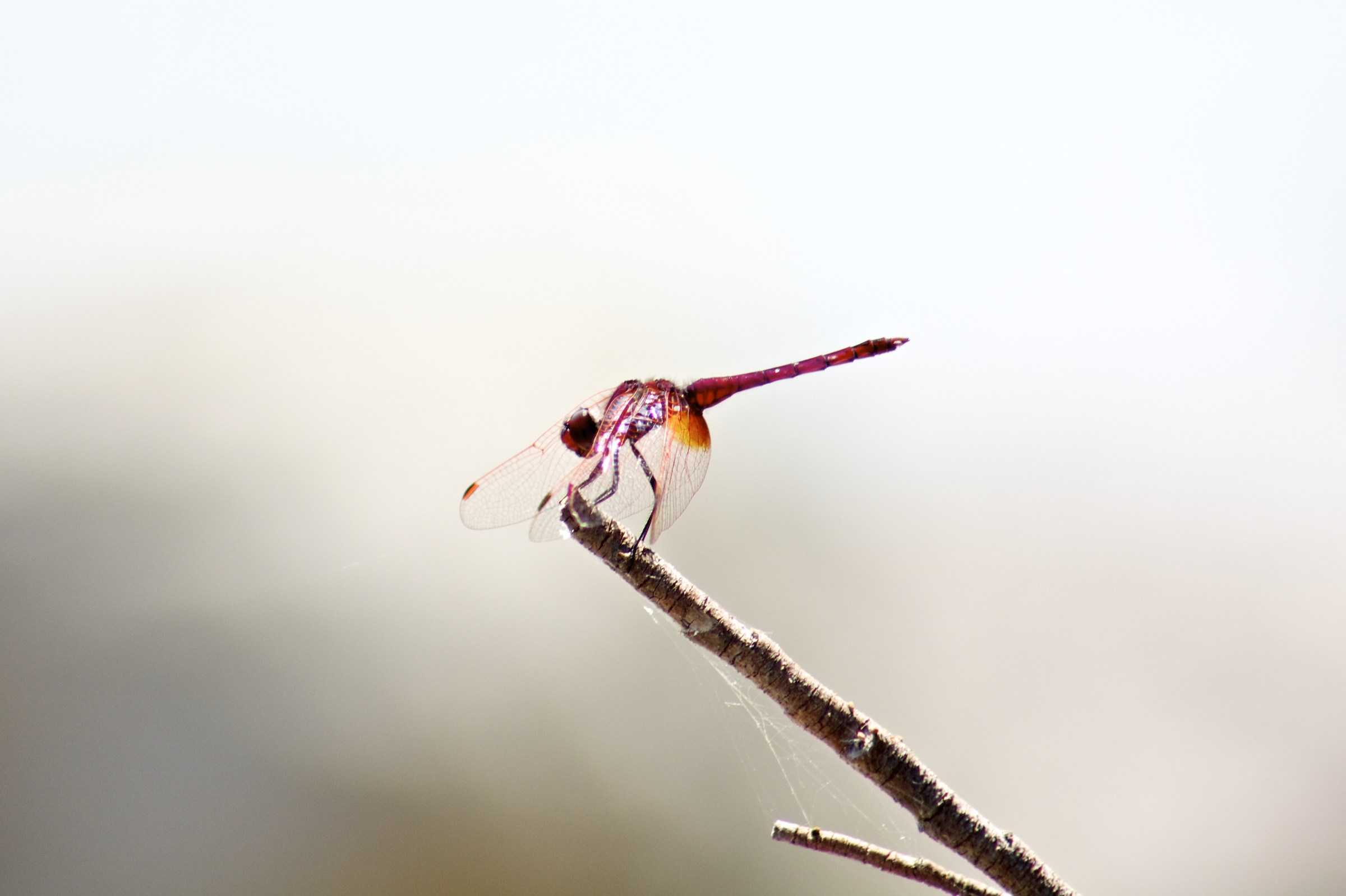 Libellula