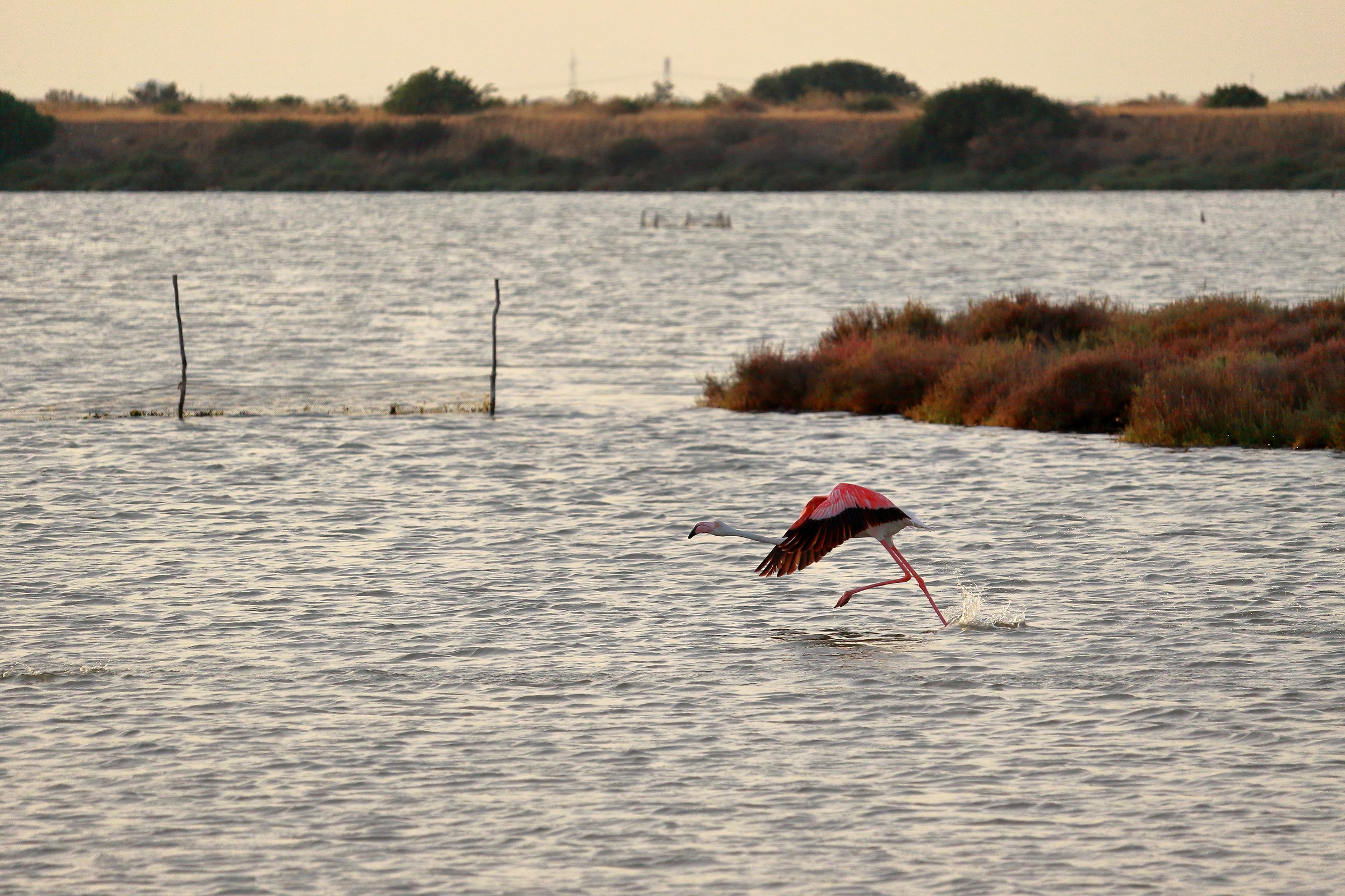 Fenicottero in decollo