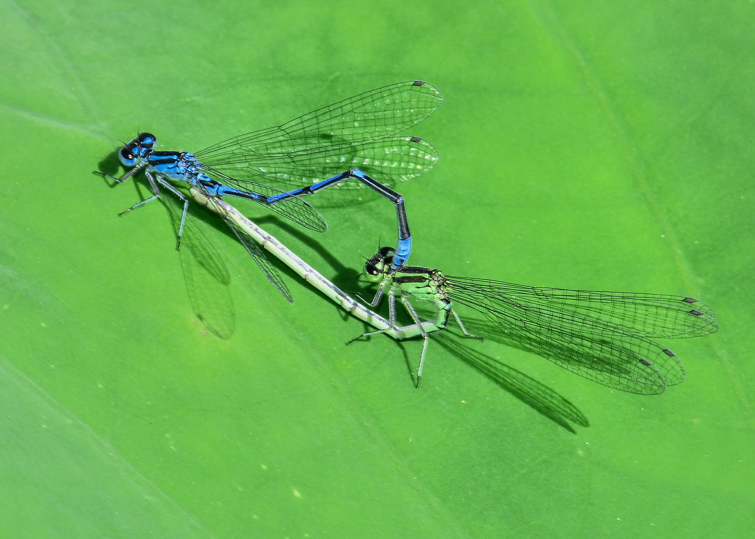 Cuore fa rima con amore