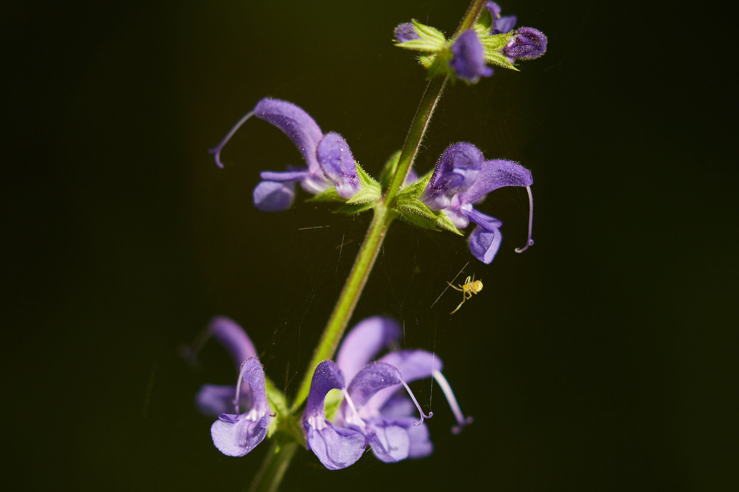 Salvia Comune (Salvia Pratensis L.)