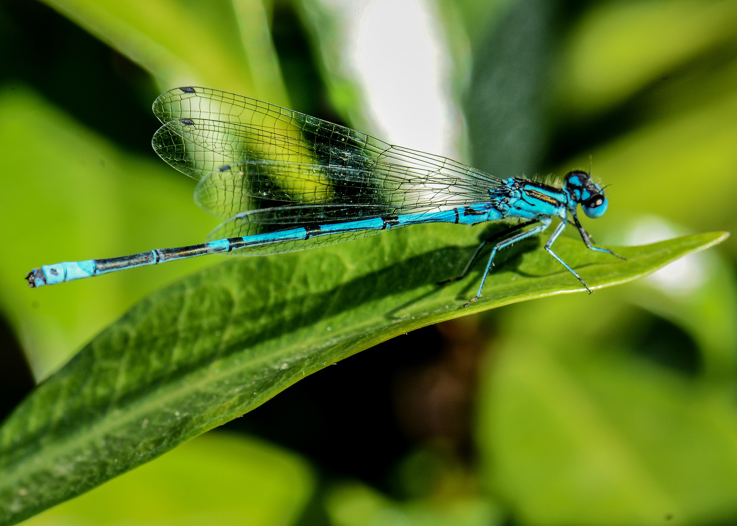 Ischura elegans (damigella)