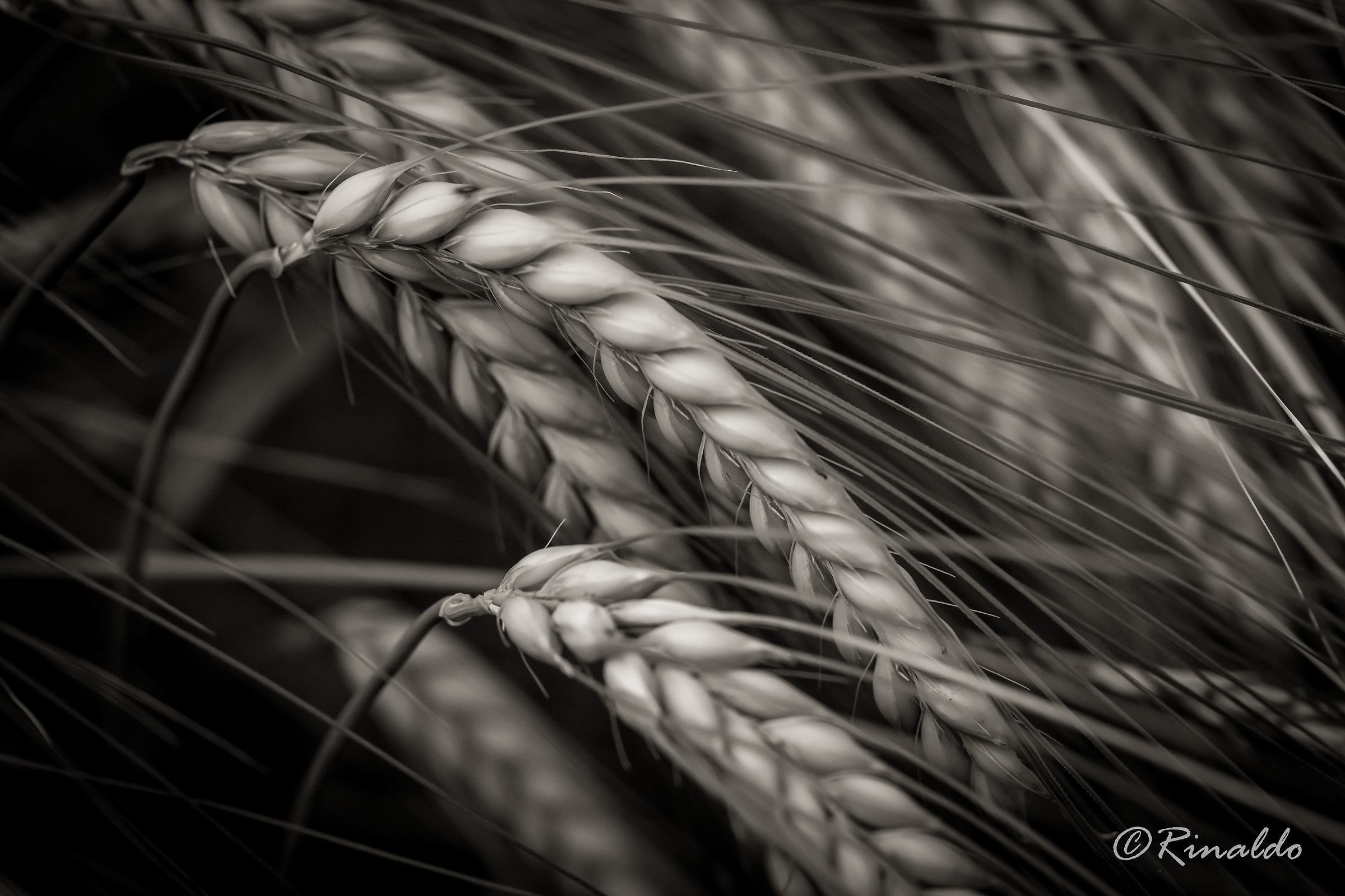 Dedicated to our peasants