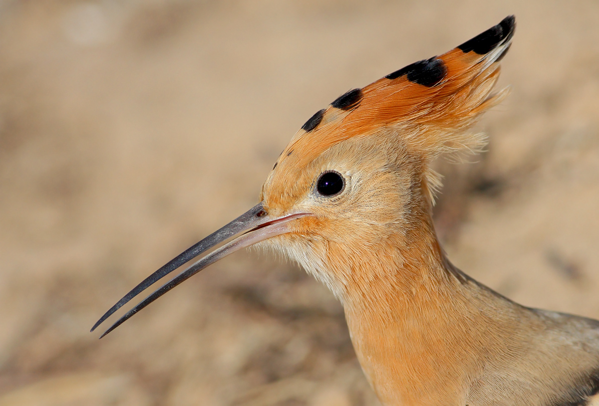 Hoopoe
