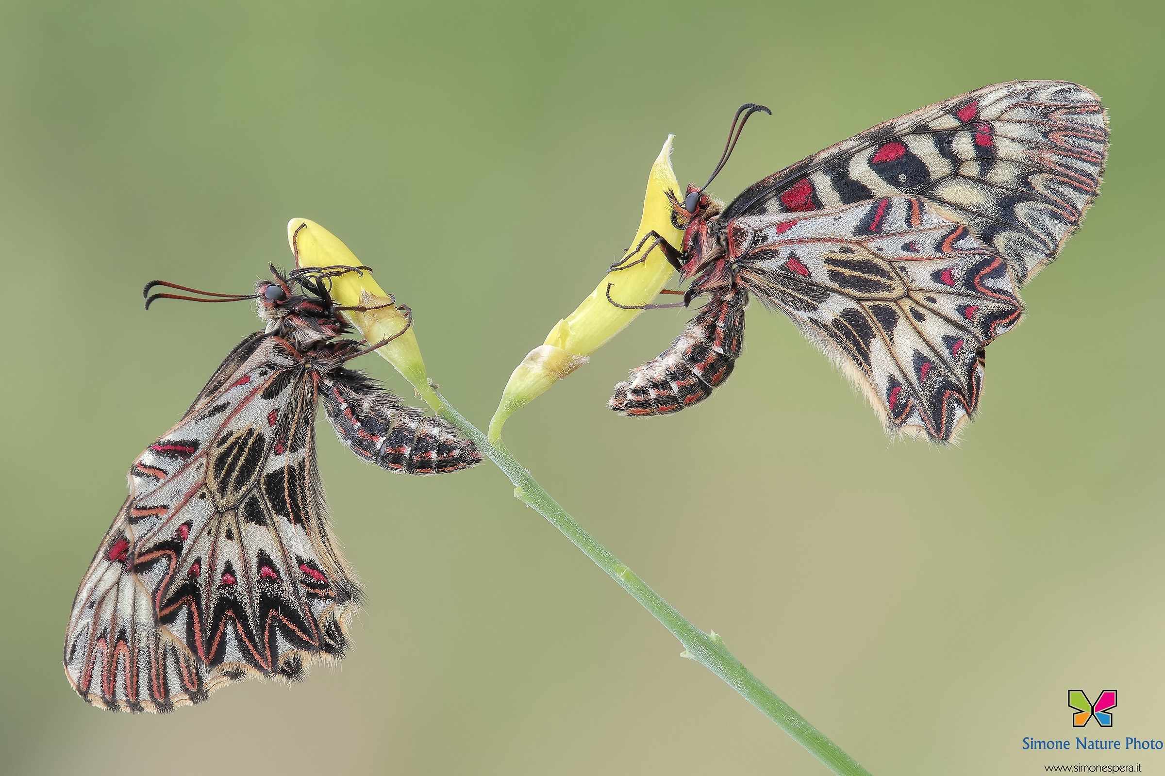 Zerynthia polyxena ²