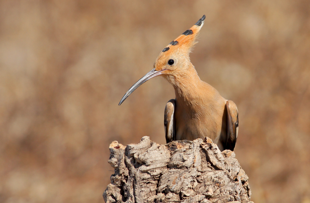 Hoopoe