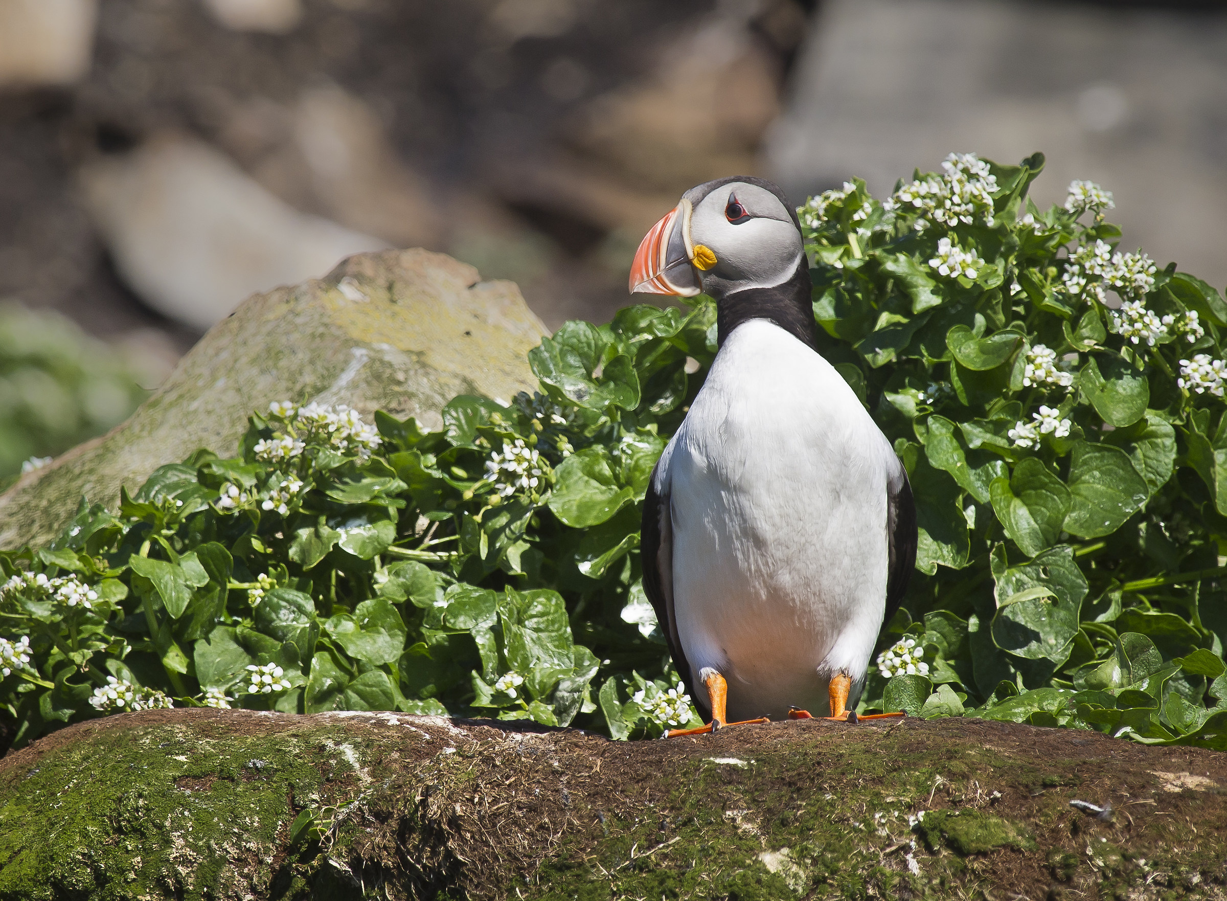 Puffin