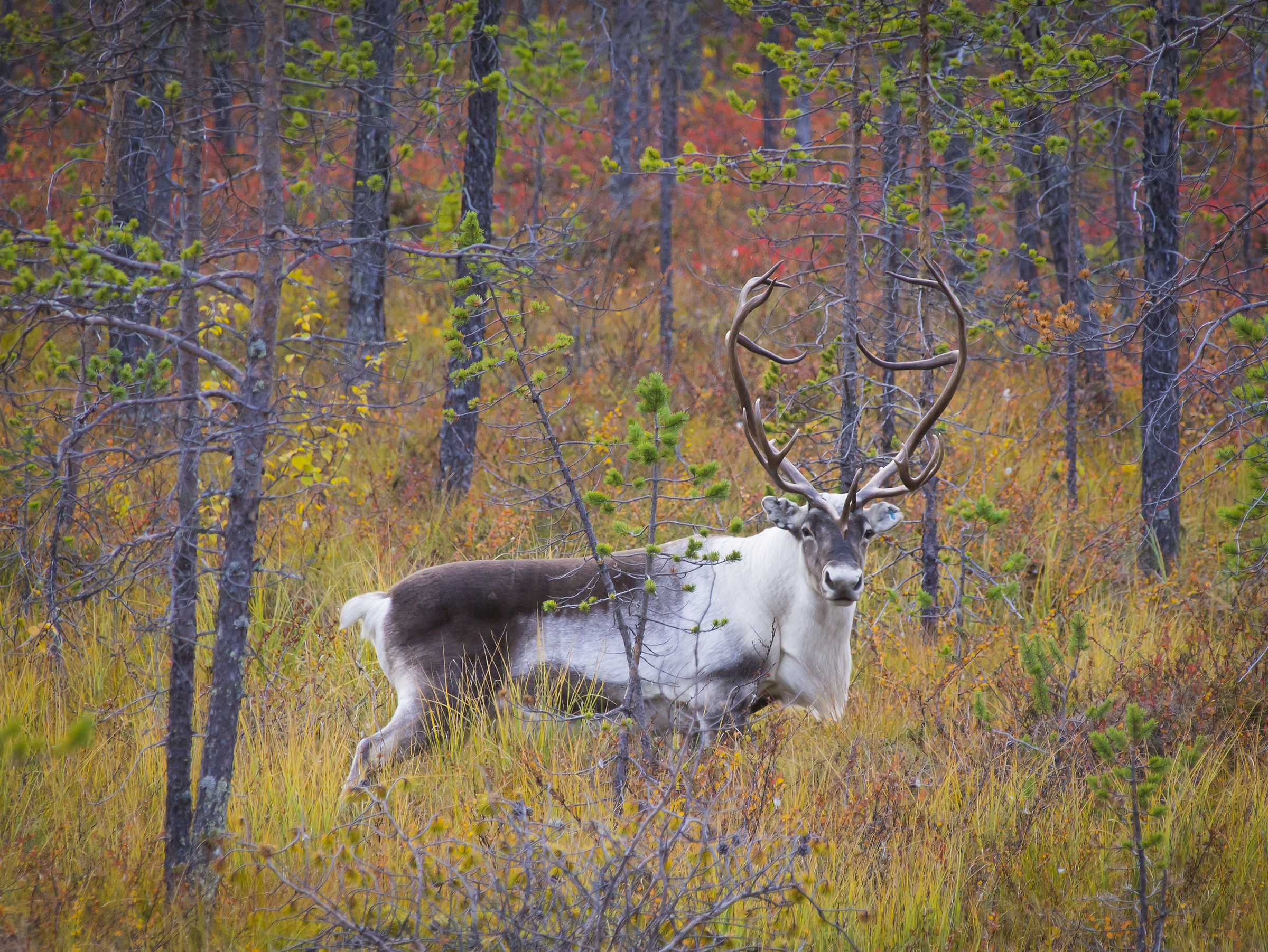 Autumn Reindeer