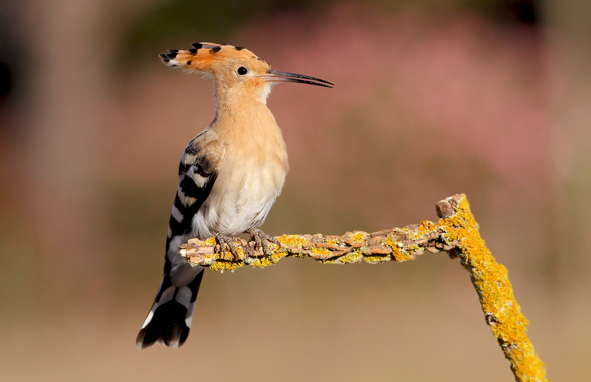 Hoopoe