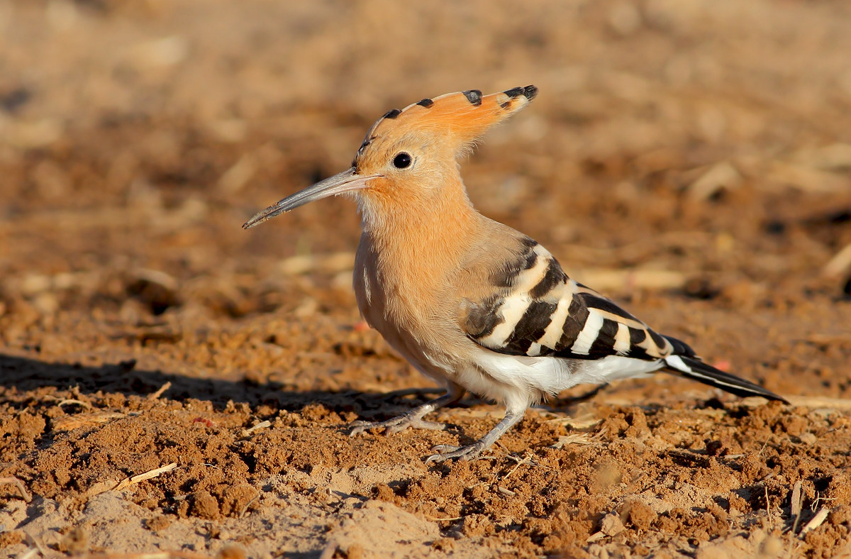 Hoopoe