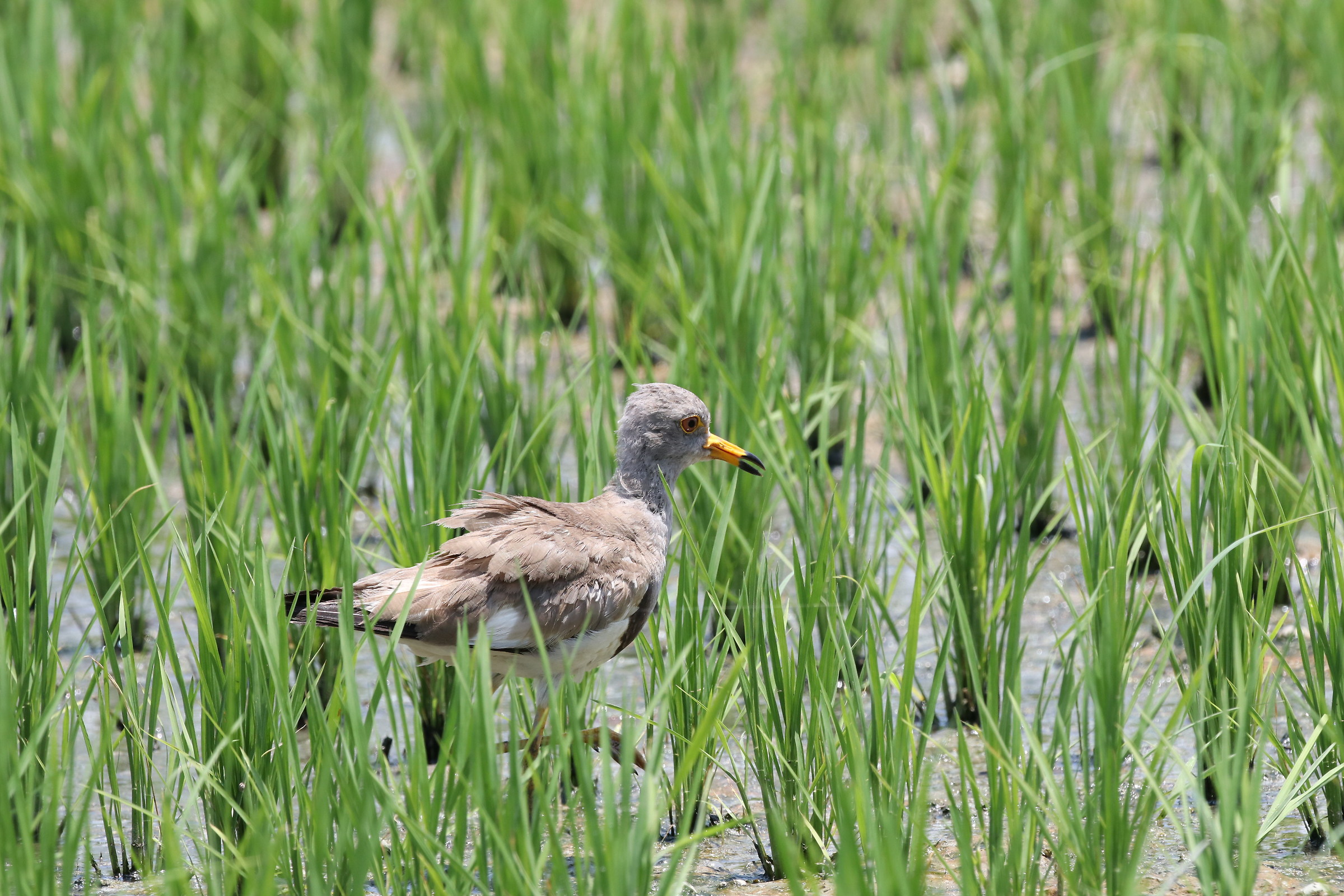 Lapwing a testa grigia