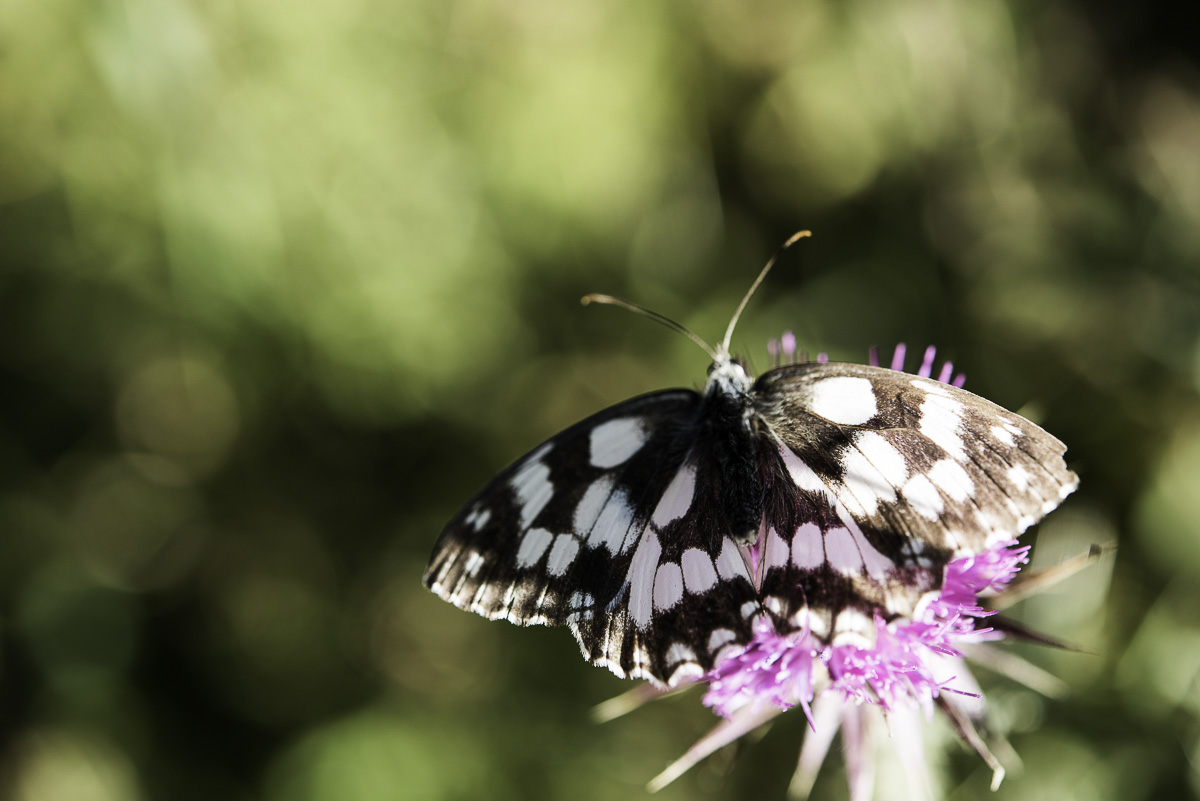 Ovindoli bosco macro