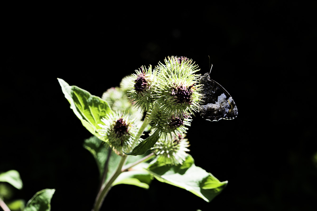 Ovindoli bosco macro