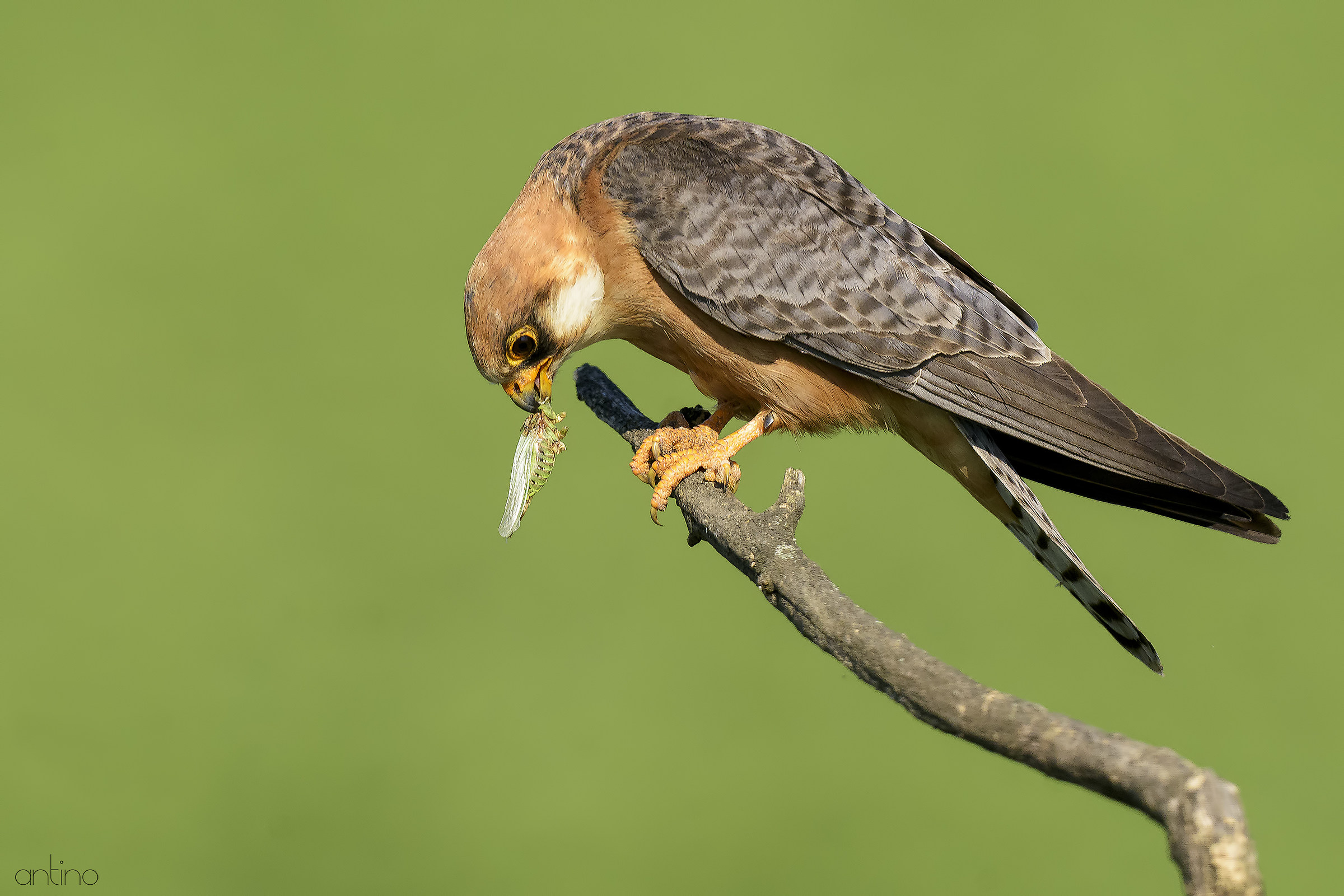 Falco cuculo femmina