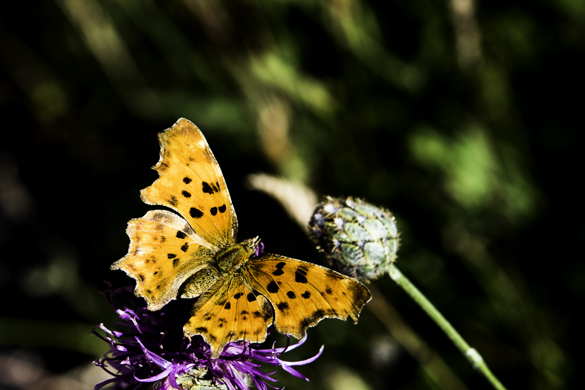 Ovindoli bosco macro