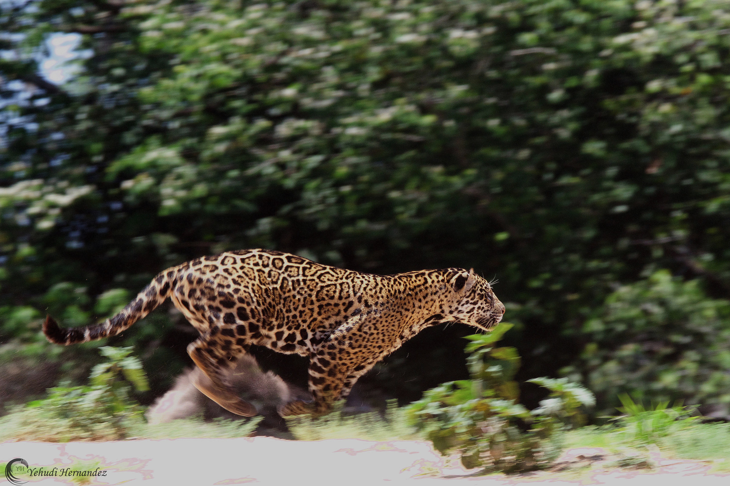 Jaguar on the move