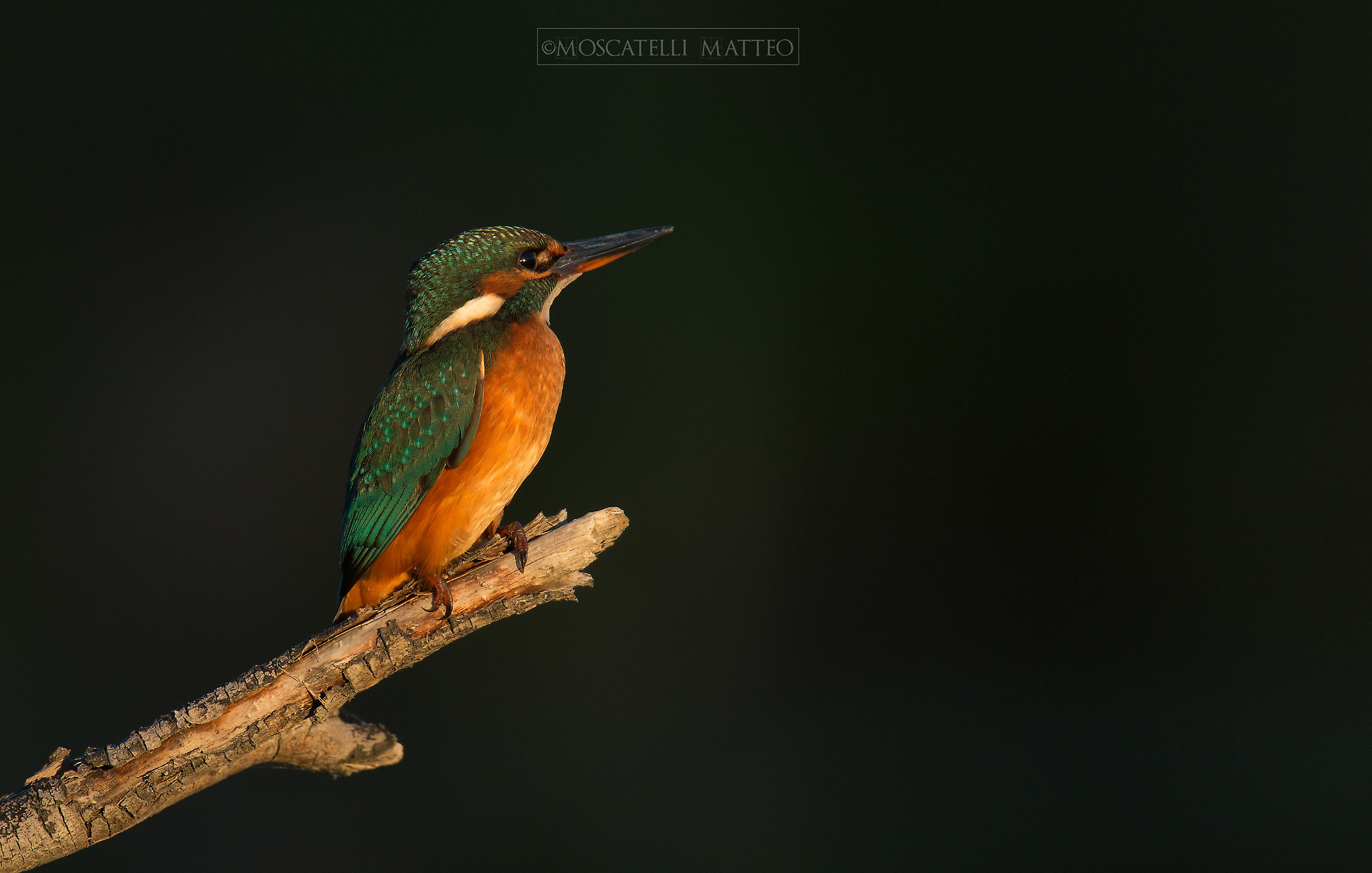 Kingfisher