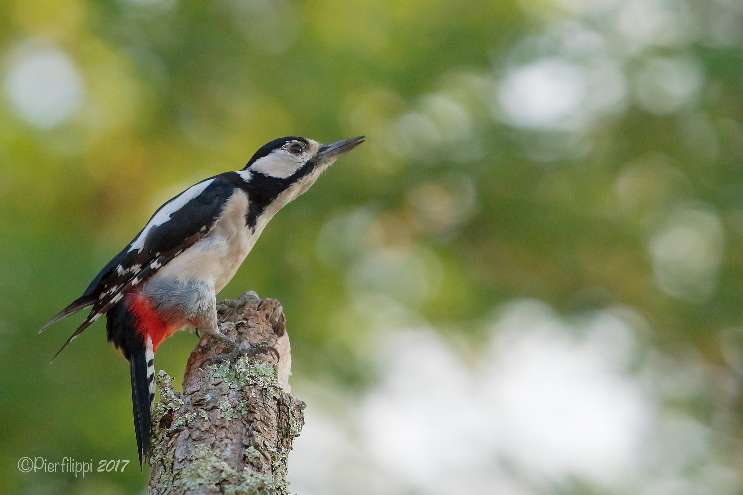 Picchio Rosso Maggiore