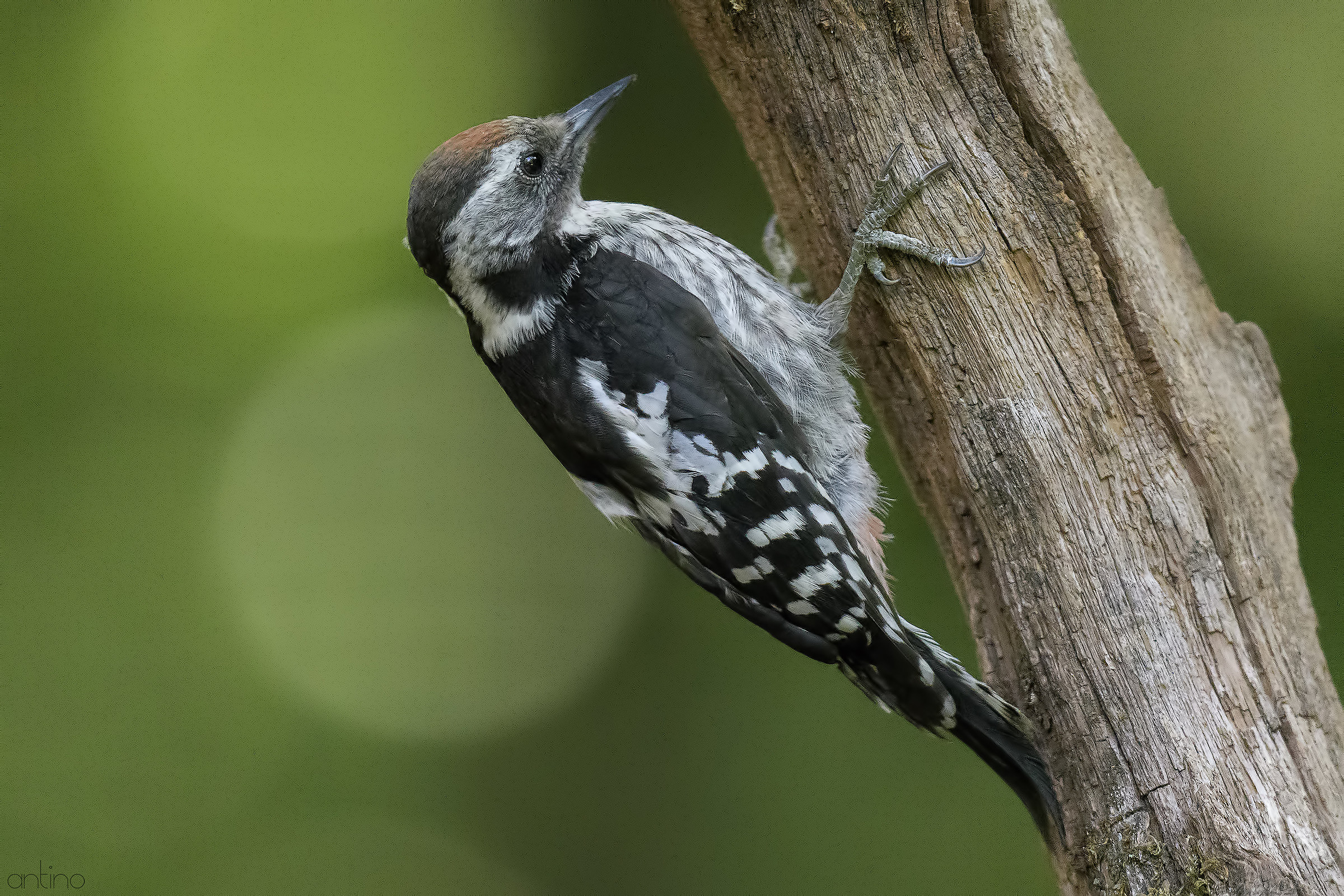 Red woodpecker mezzanine
