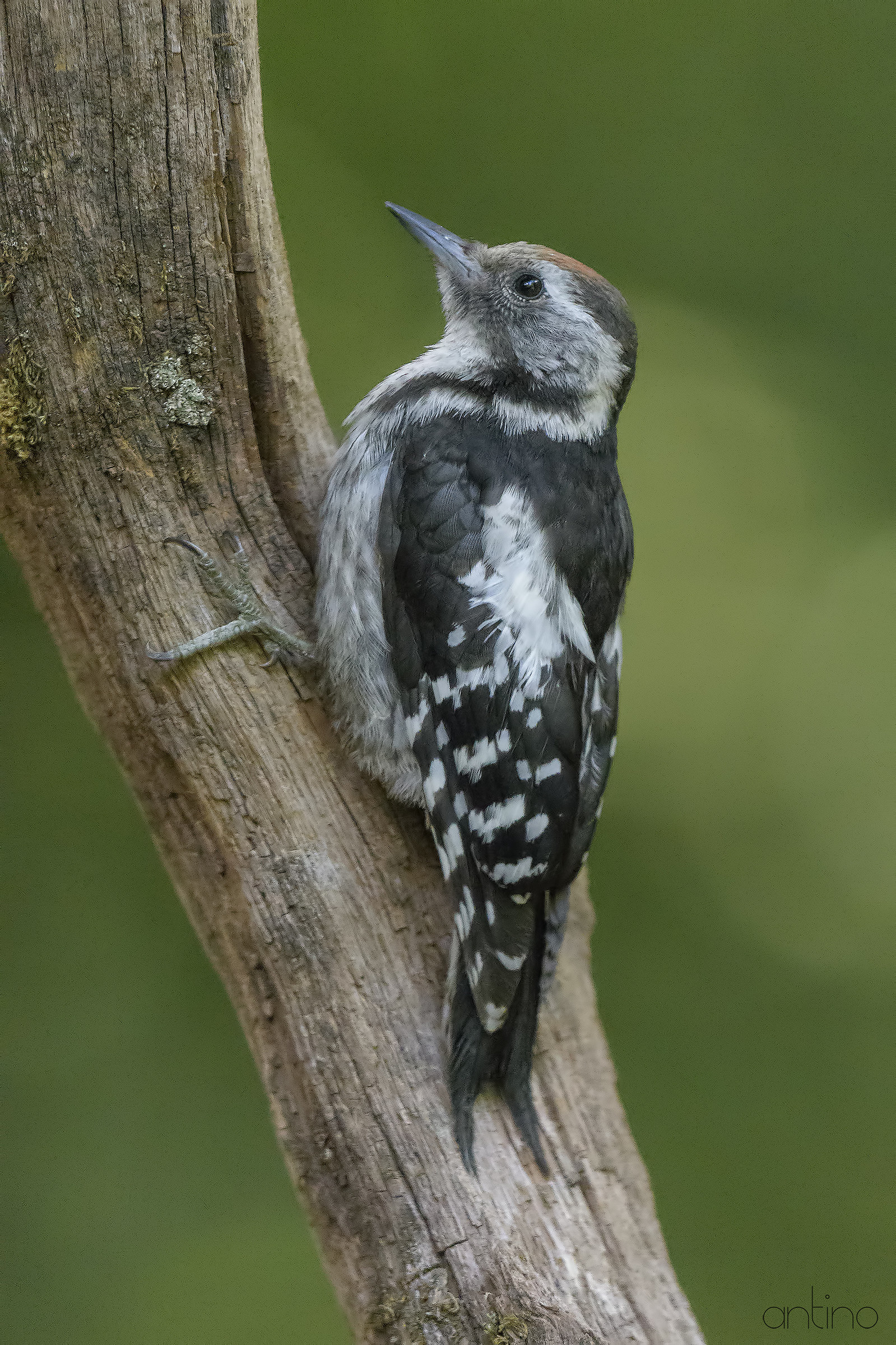 Picchio rosso mezzano