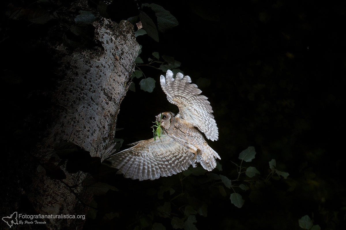 Assiolo (Otus scops) - Scops Owl