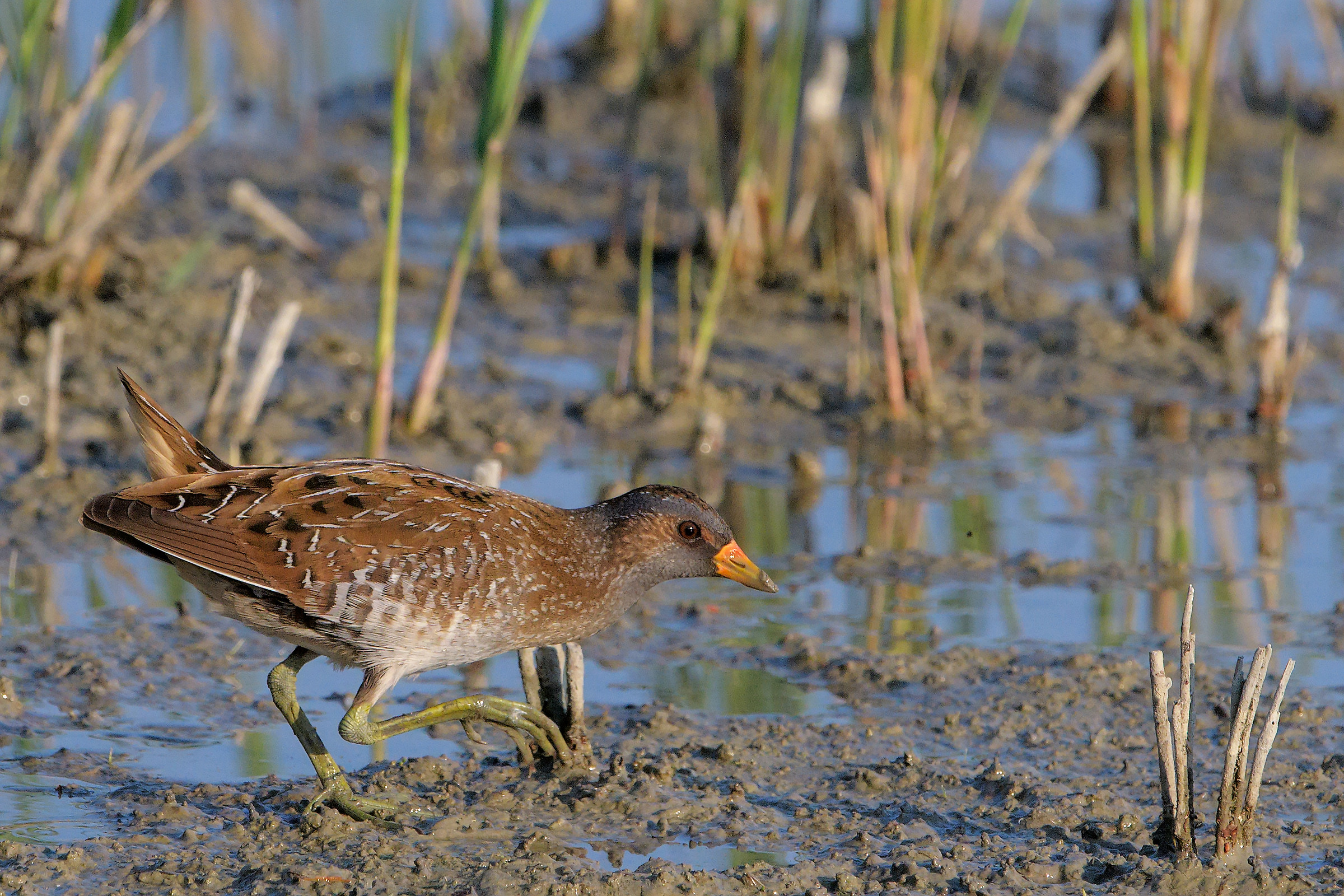 spotted crake