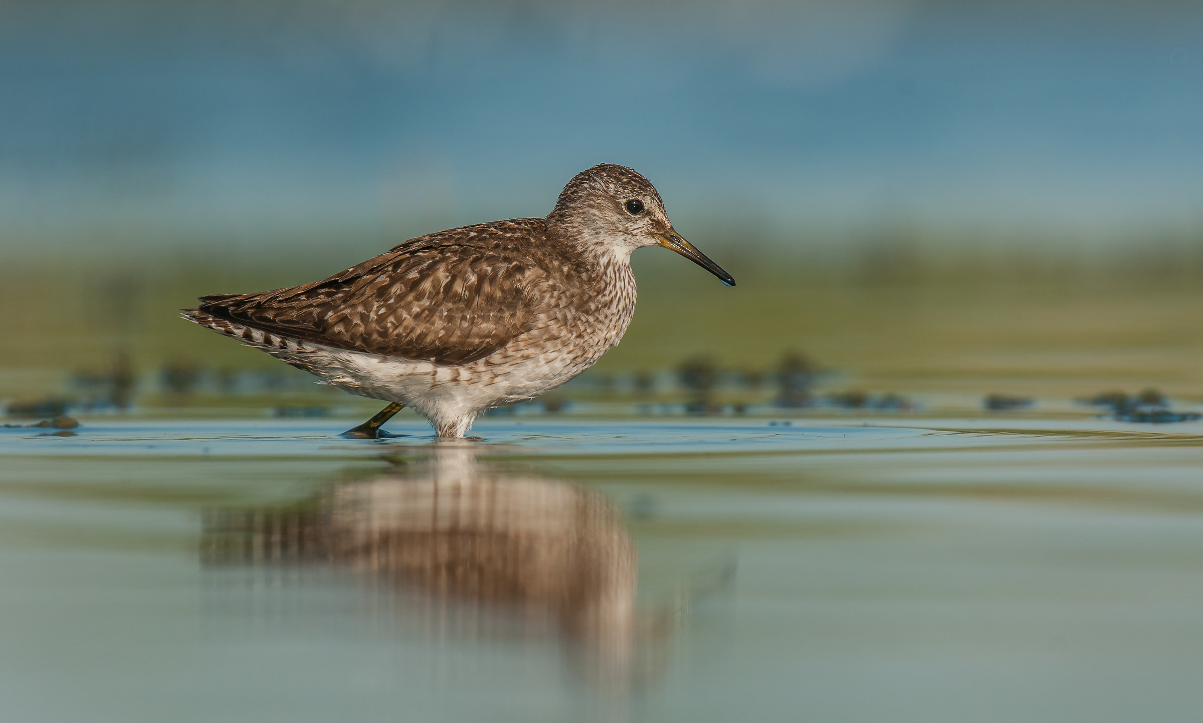 Piro piro boschereccio