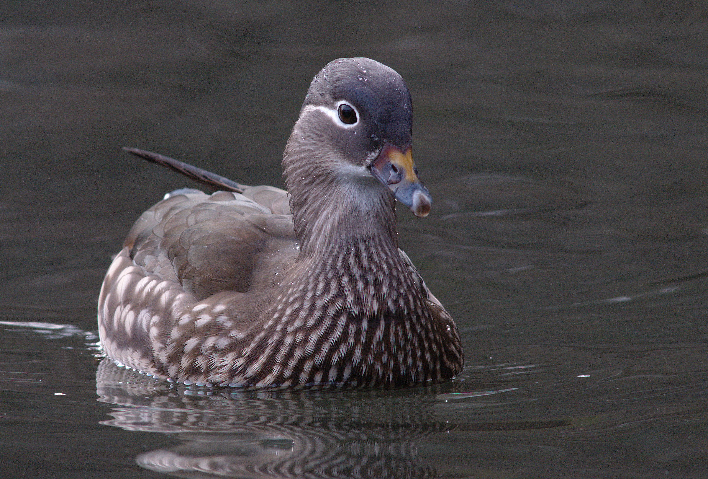 Anatra mandarina femmina