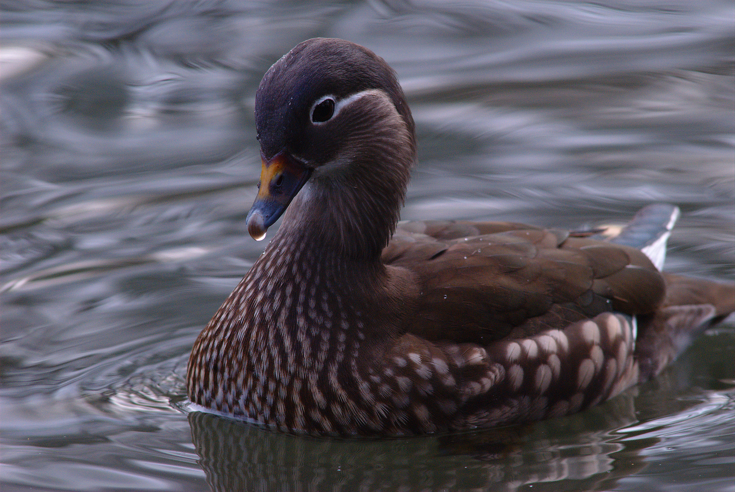 Anatra mandarina femmina
