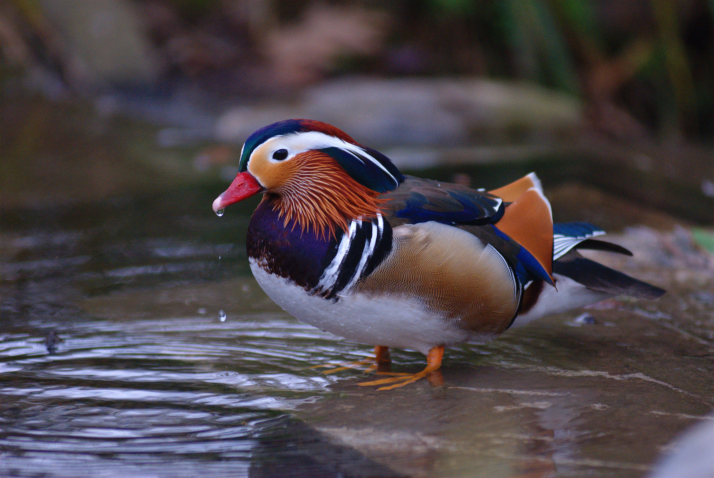 Anatra mandarina Maschio