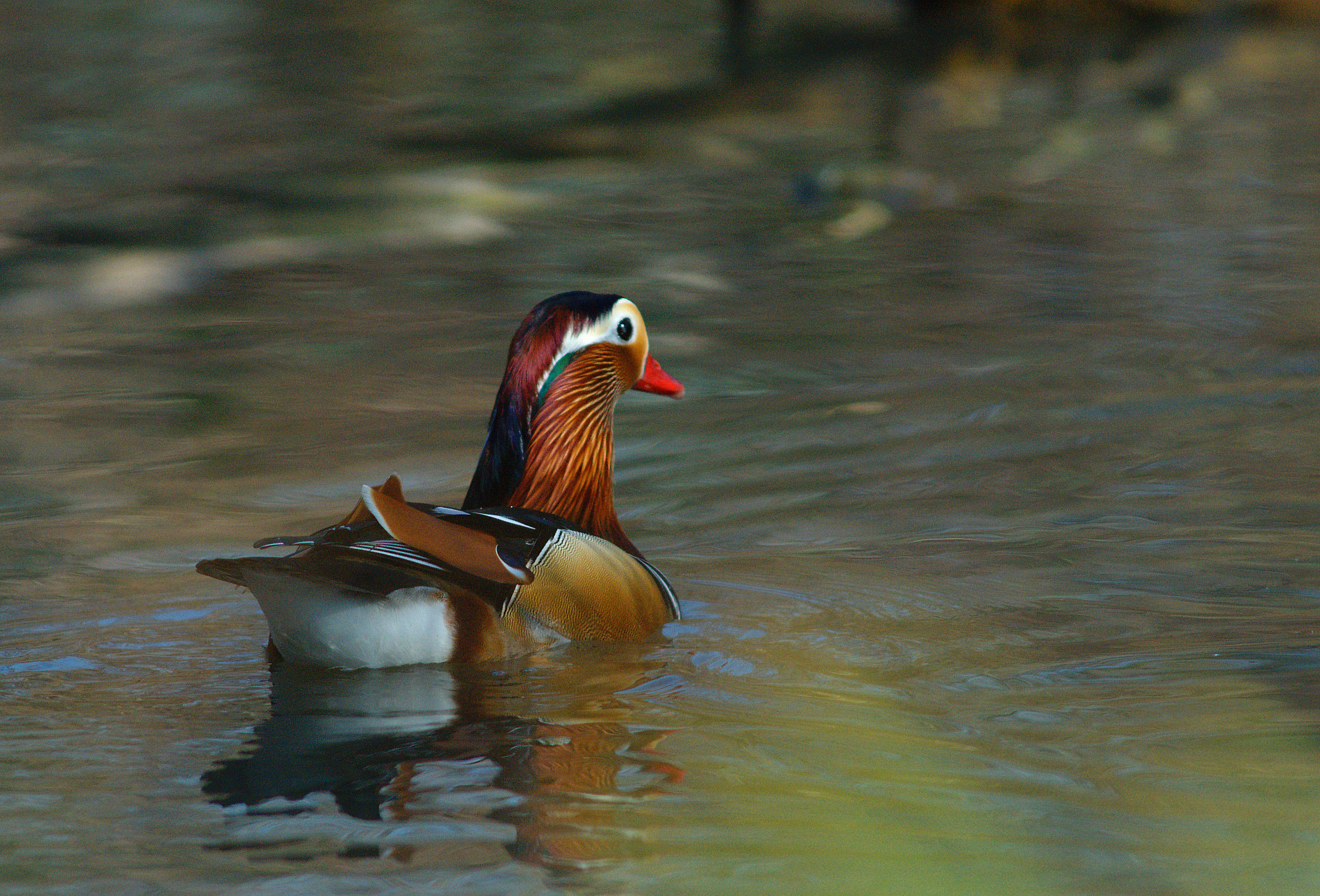 Anatra mandarina Maschio