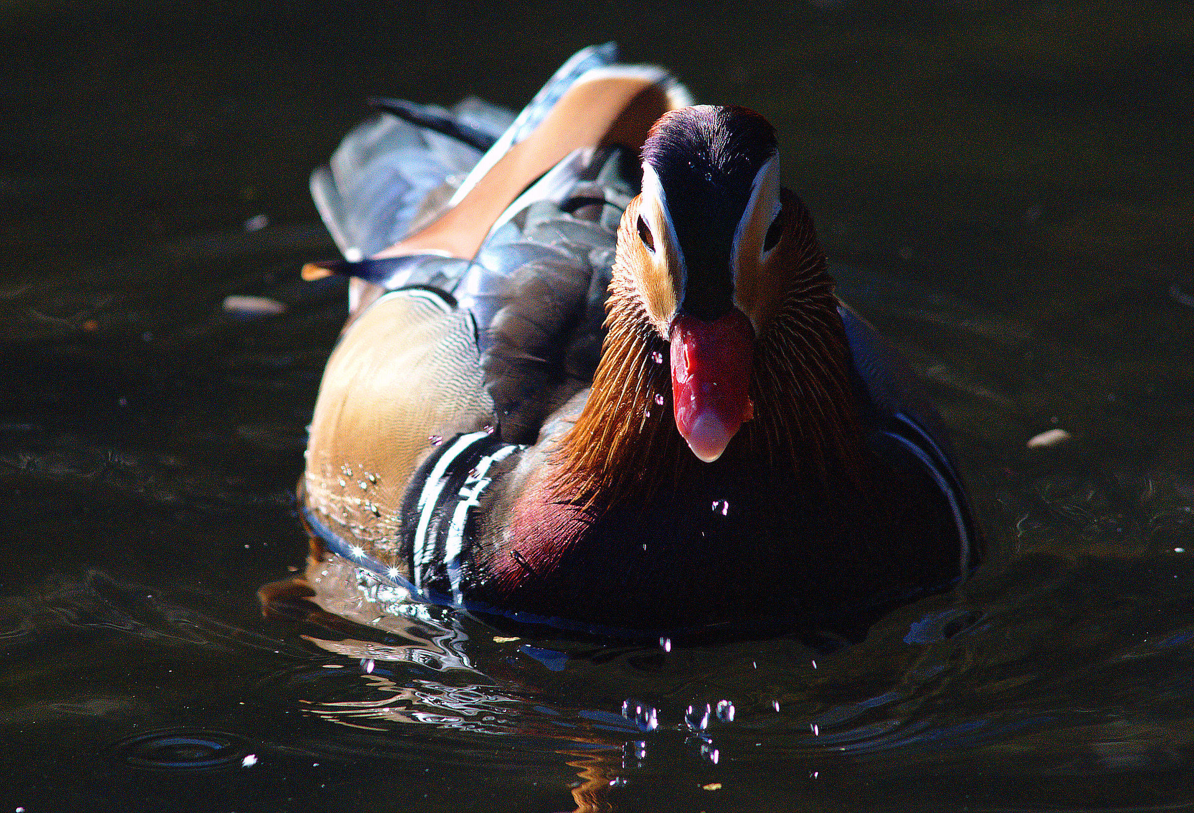 Anatra mandarina Maschio