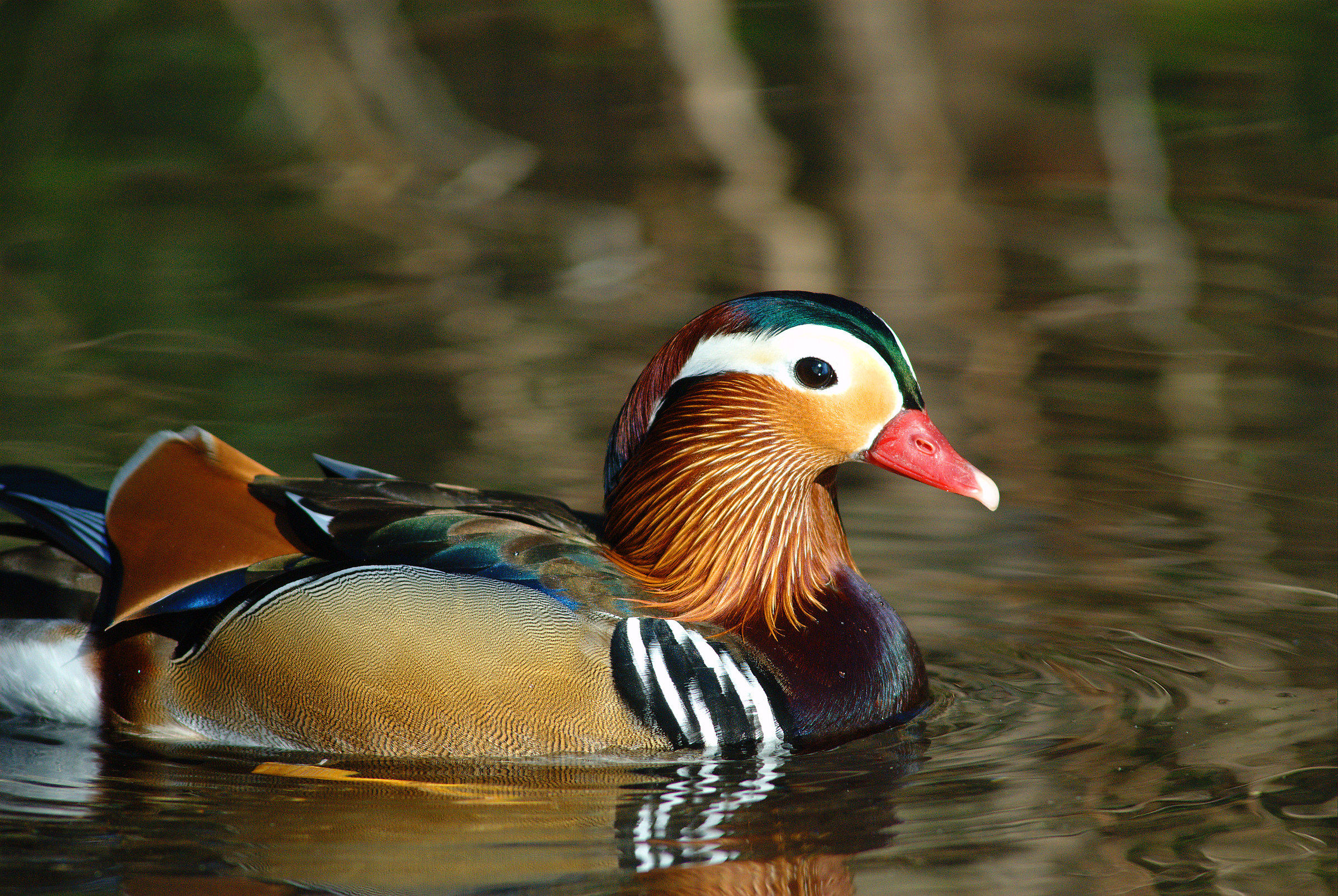 Anatra mandarina Maschio