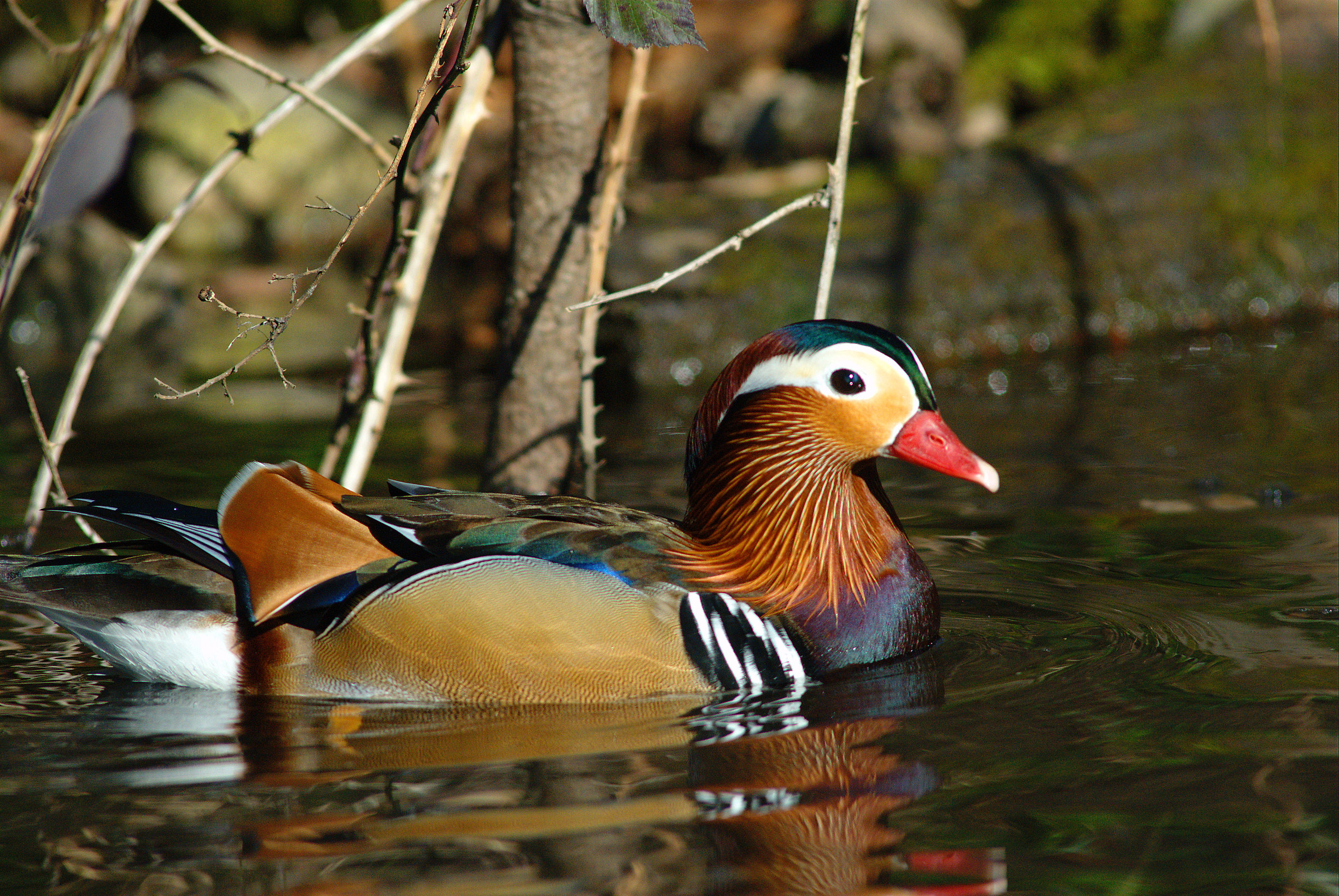 Anatra mandarina Maschio