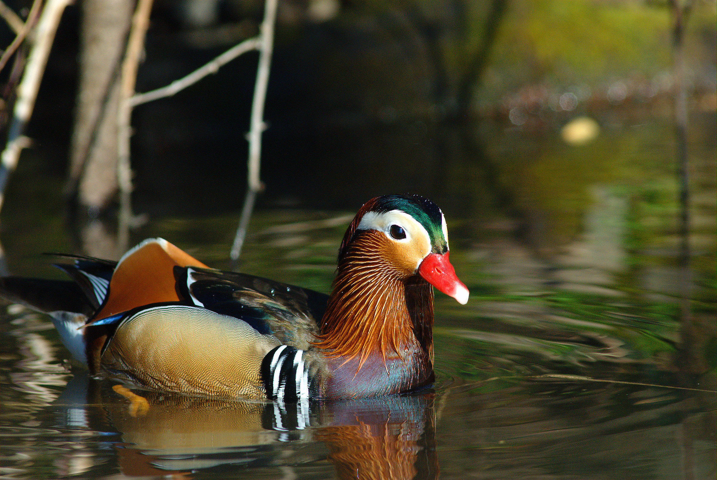 Anatra mandarina Maschio