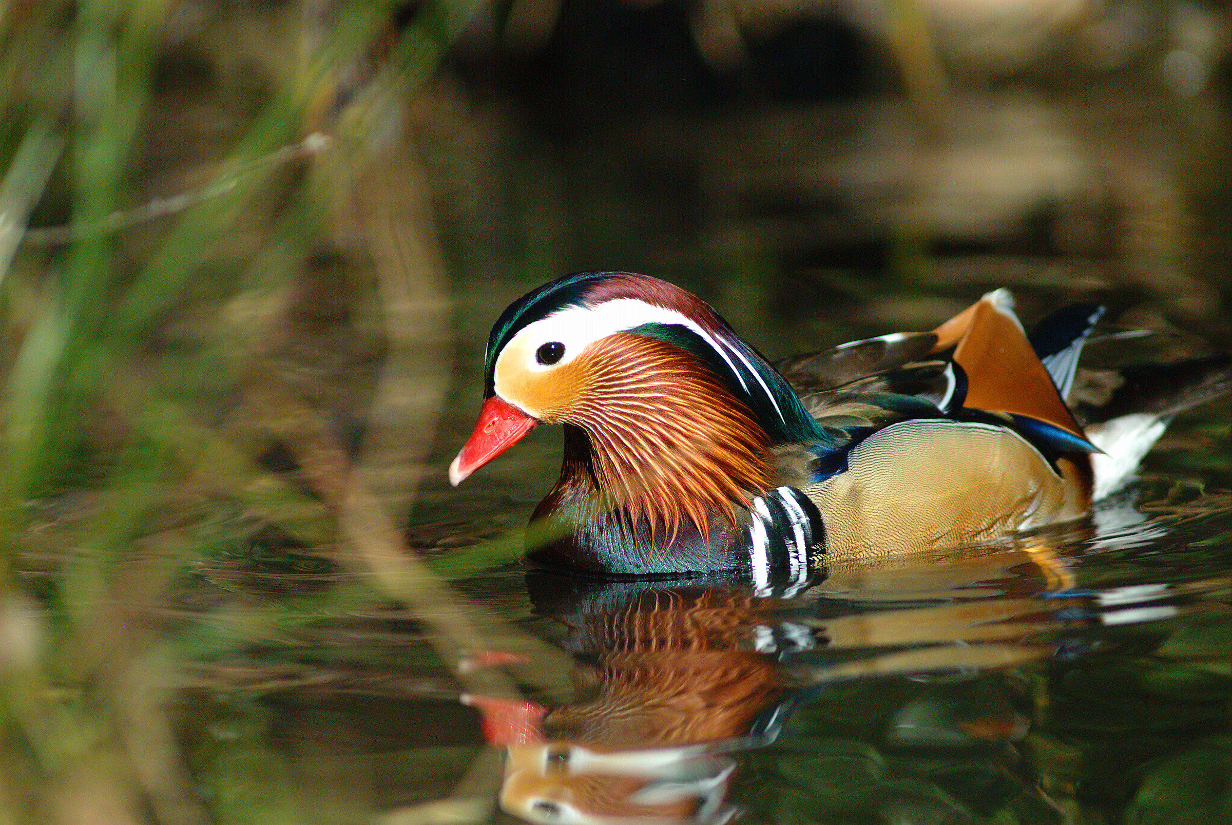 Anatra mandarina Maschio