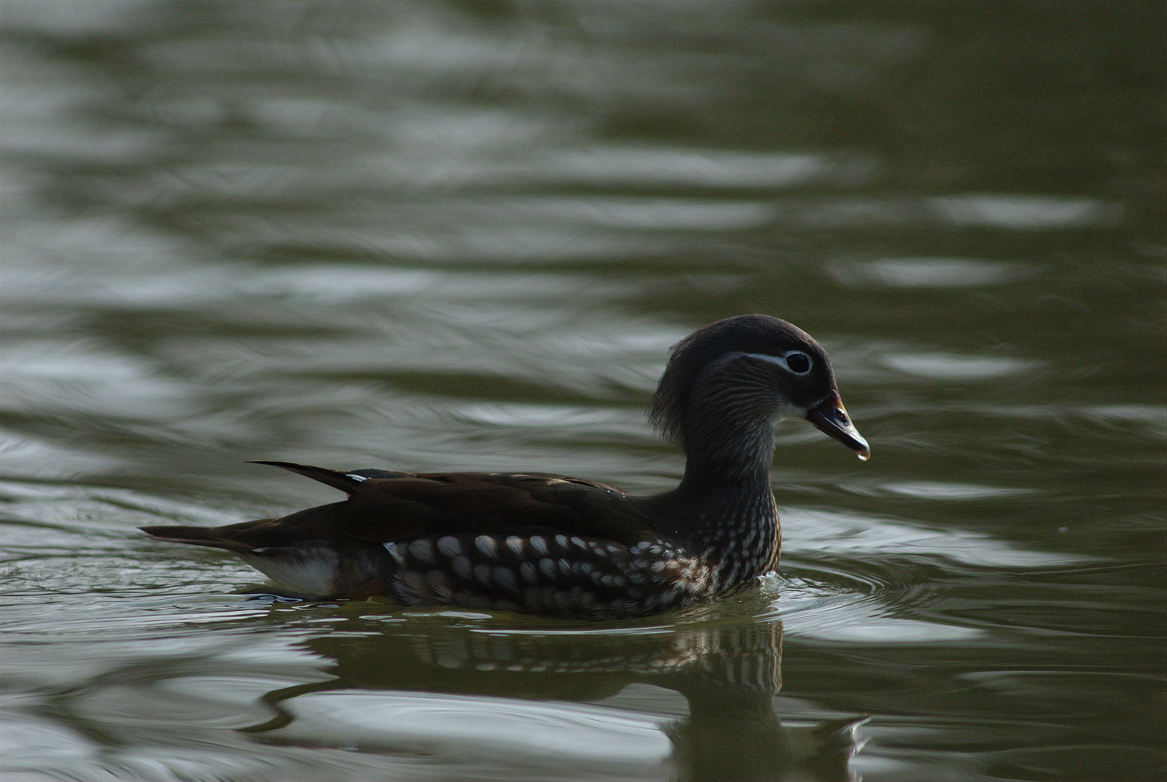 Anatra mandarina femmina