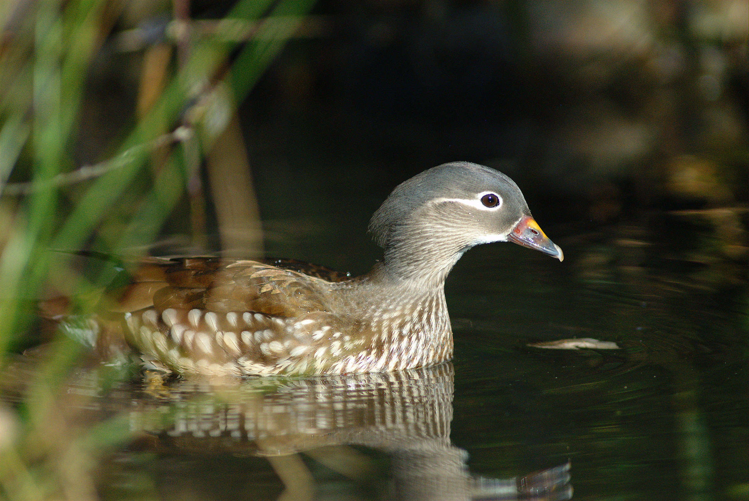 Anatra mandarina femmina