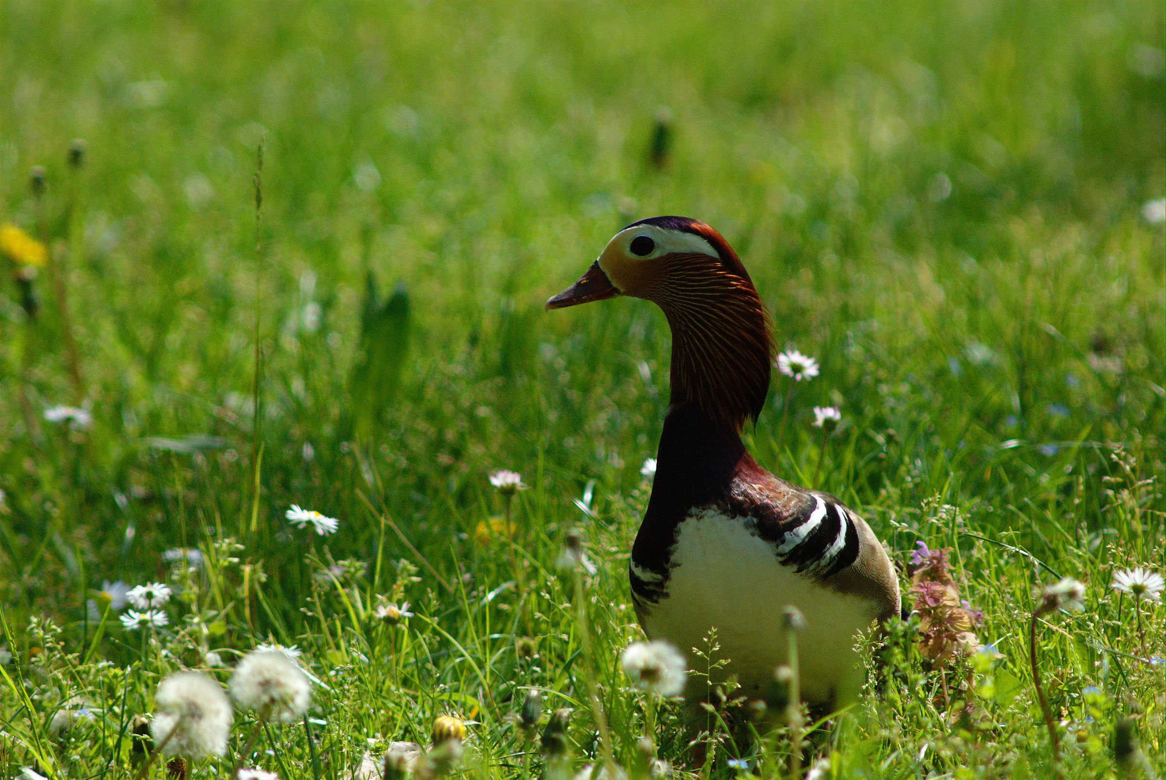 Anatra mandarina maschio